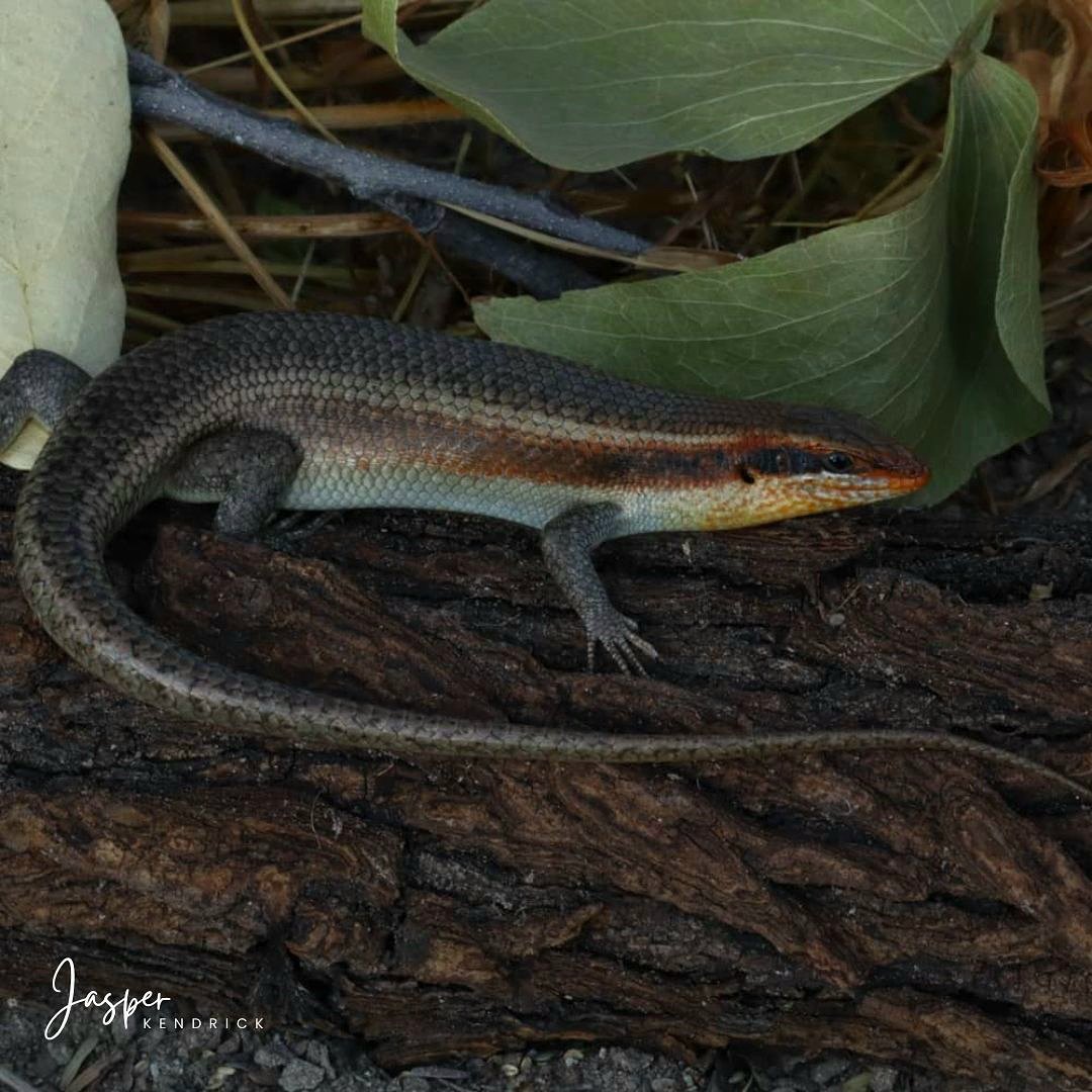 Wahlberg's Striped Skink (Trachylepis wahlbergii) Raintree Camp, Botswana