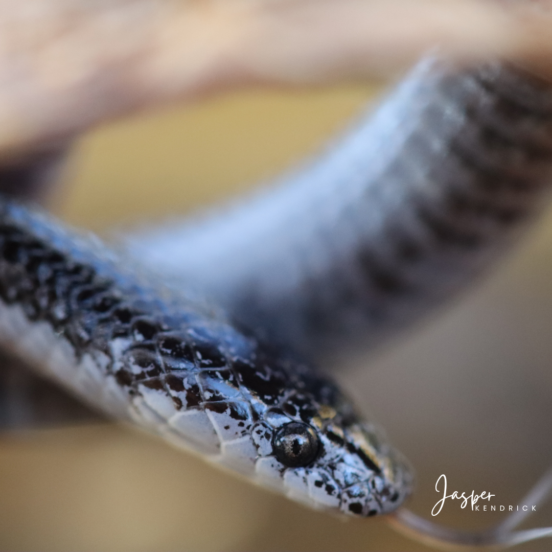 Common Wolf Snake (Lycophidion capense). Raintree Camp, Northern Botswana