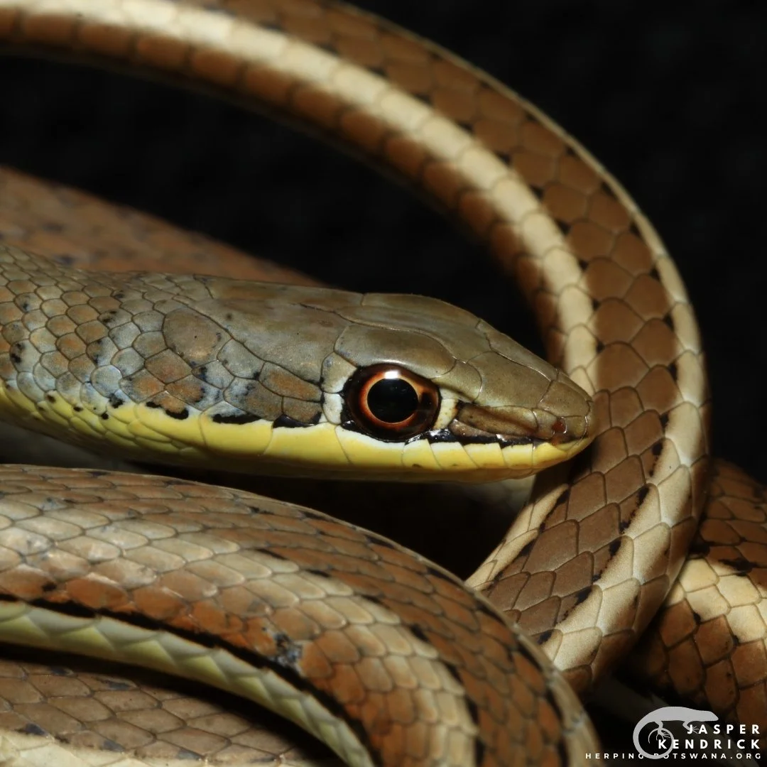 Western Yellow-bellied Sand Snake (Psammophis subtaeniatus) aesthetic closeup