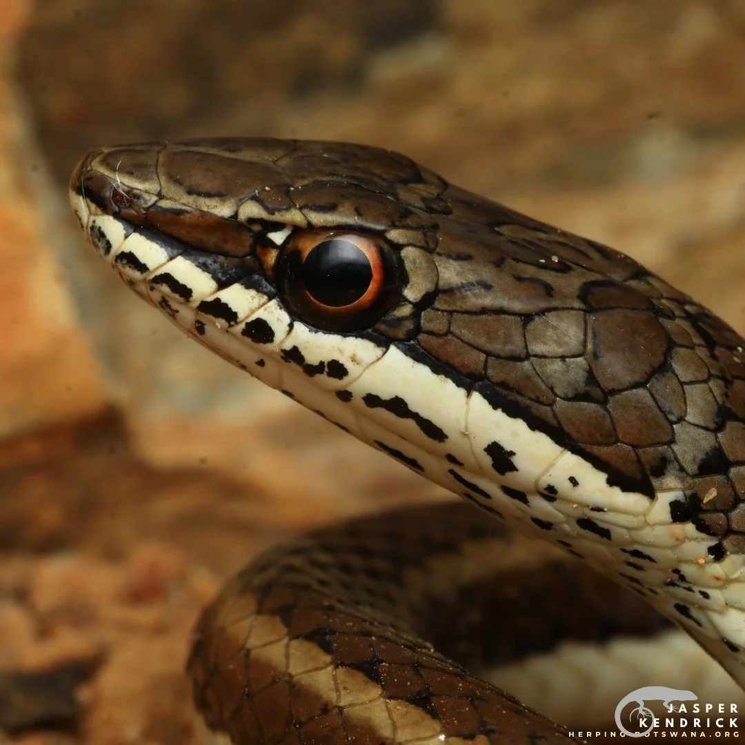 A macro closeup of a Western Yellow-bellied Sand Snake (Psammophis subtaeniatus)