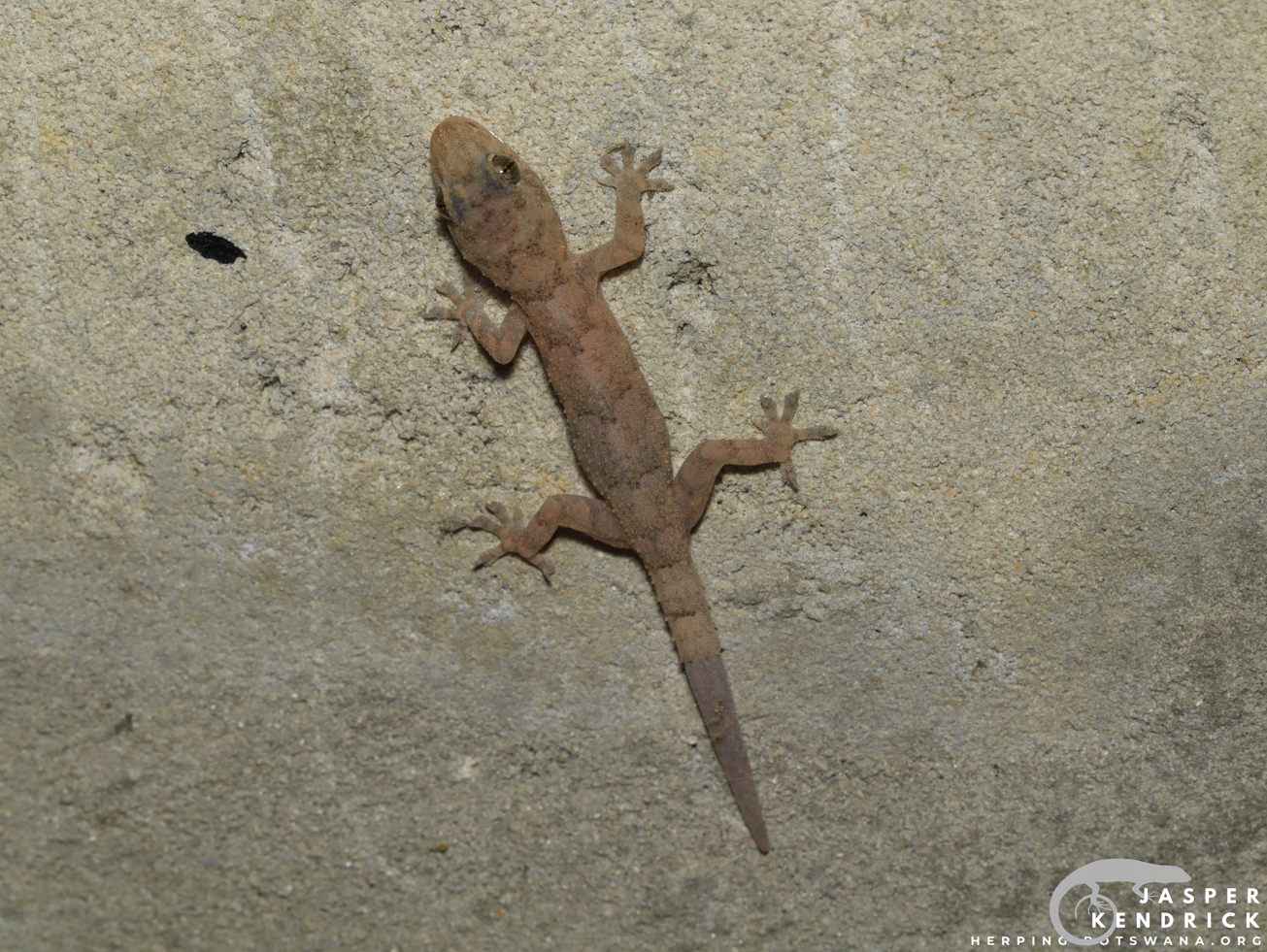 Tropical House Gecko (Hemidactylus mabouia) on a wall