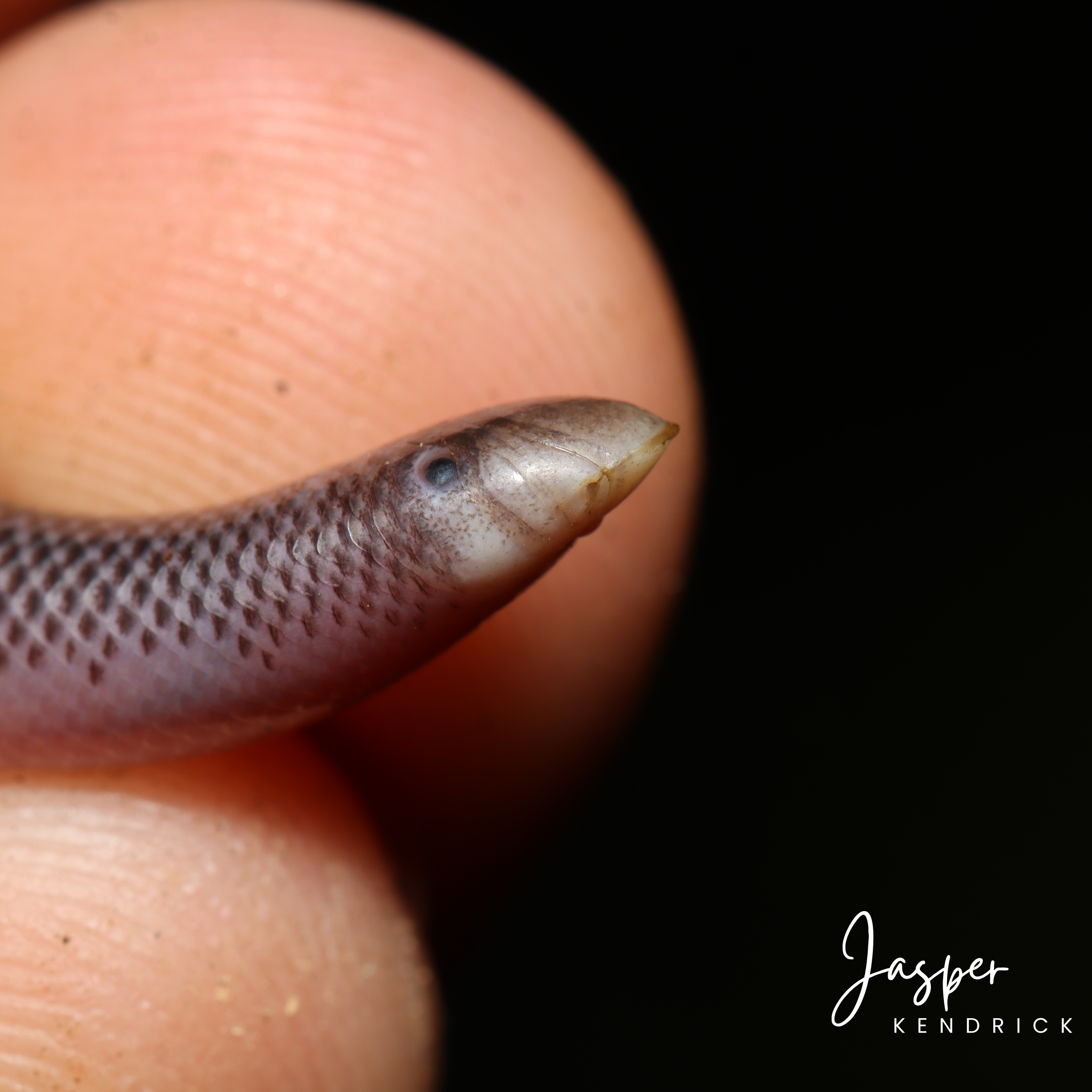 A closeup of a Delalande’s Beaked Blind Snake (Rhinotyphlops lalandei)