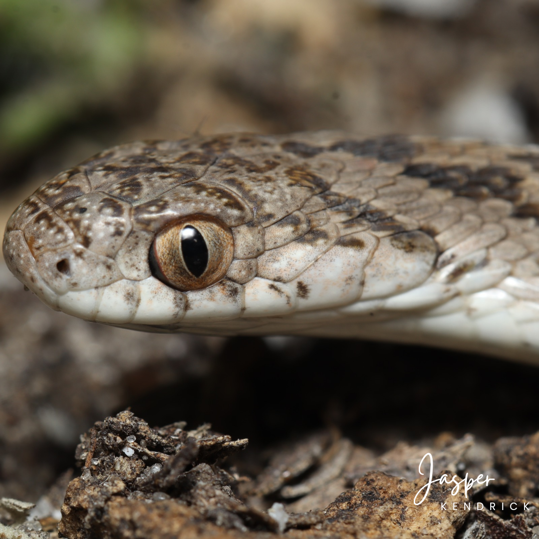 Common Egg Eater (Dasypeltis scabra) closeup of the head