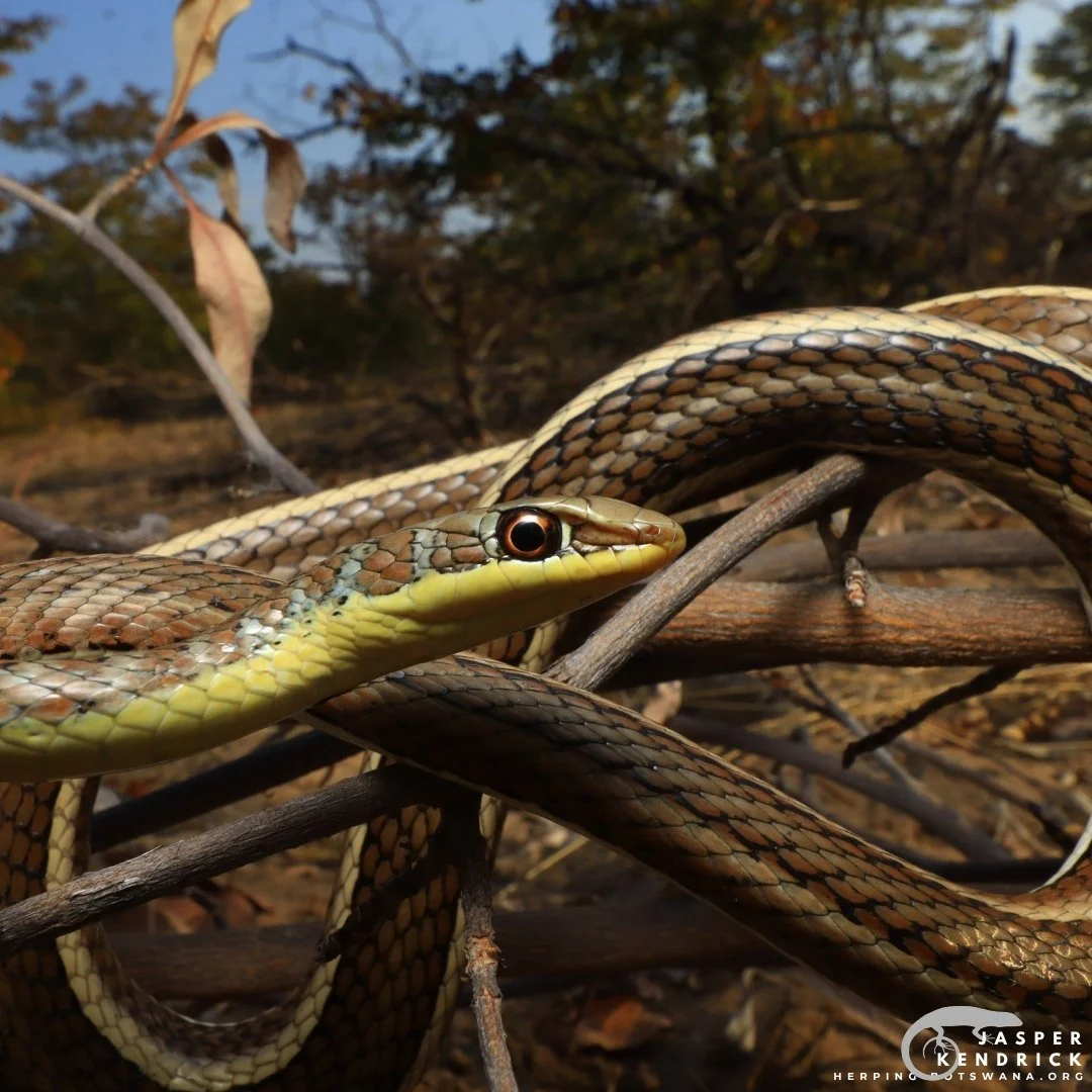An aesthetic closeup of a Western Yellow-bellied Sand Snake (Psammophis subtaeniatus)