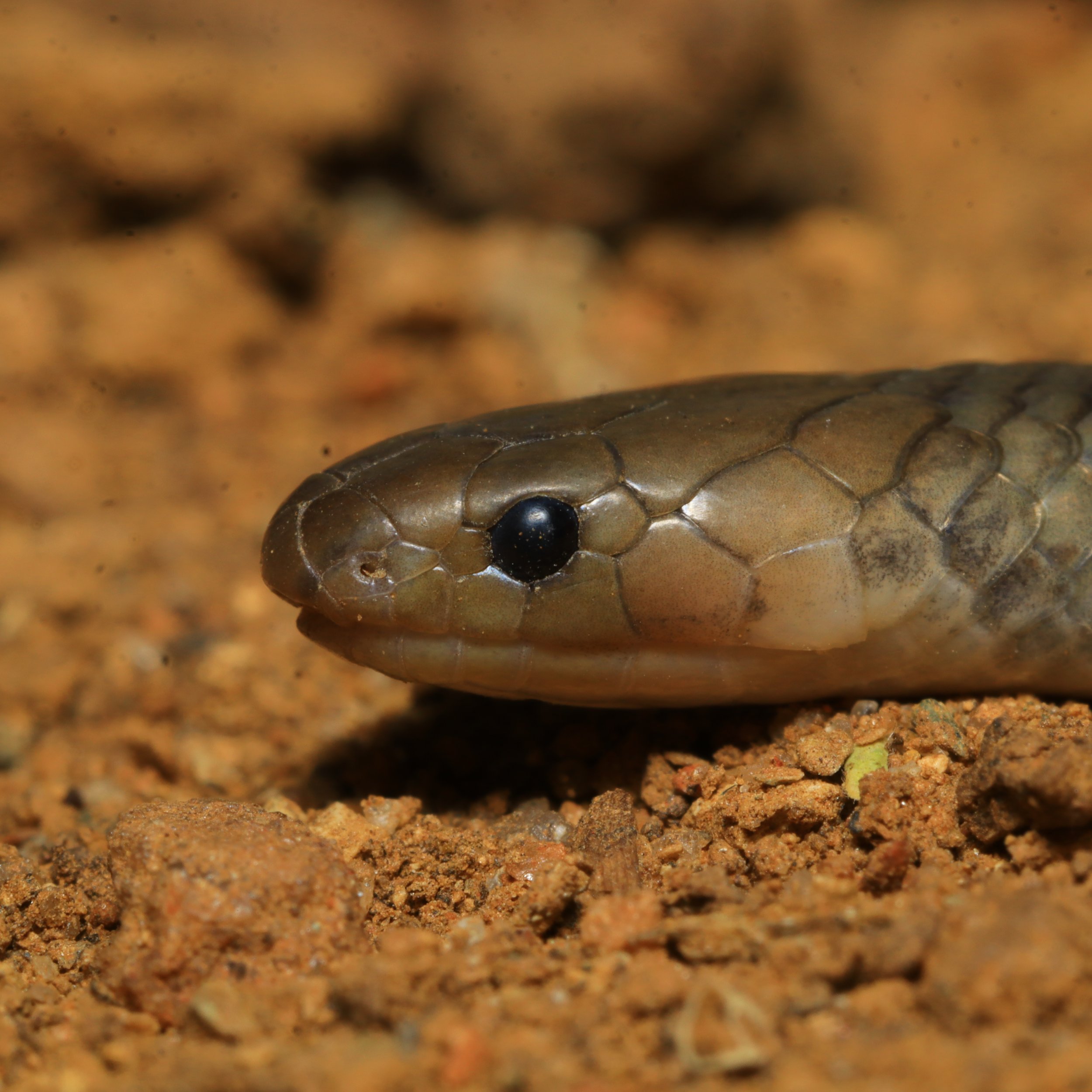 Reticulated Centipede Eater (Aparallactus lunulatus) head closeup