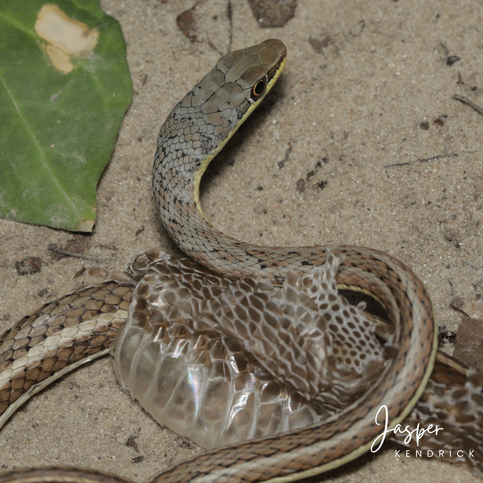 A closeup of a Western Yellow-bellied Sand Snake (Psammophis subtaeniatus) shedding