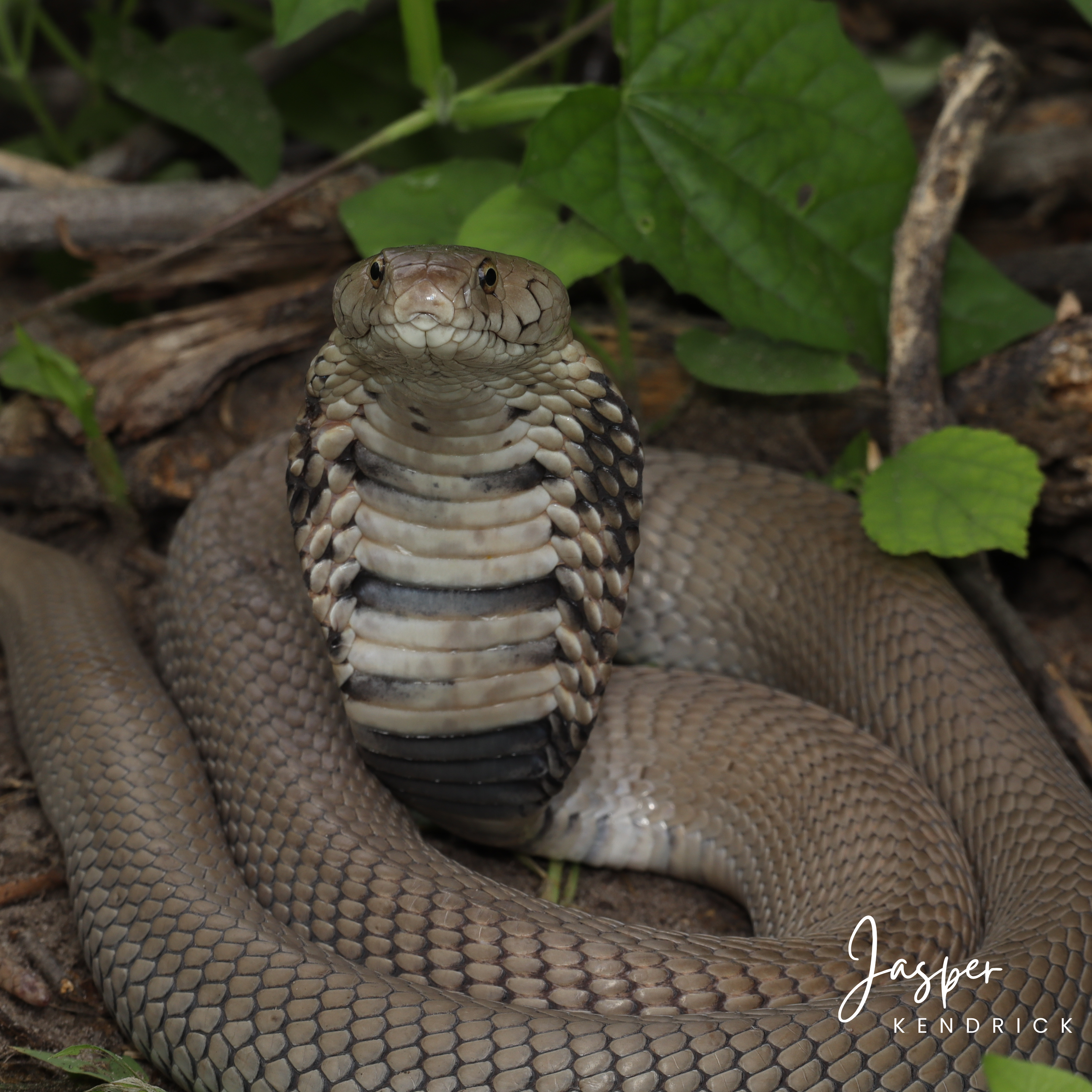 A large Mozambique Spitting Cobra (Naja mossambica) spreading its hood curled up