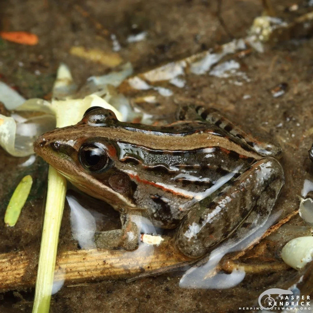 A Nile Grass Frog (Ptychadena nilotica) posing in water