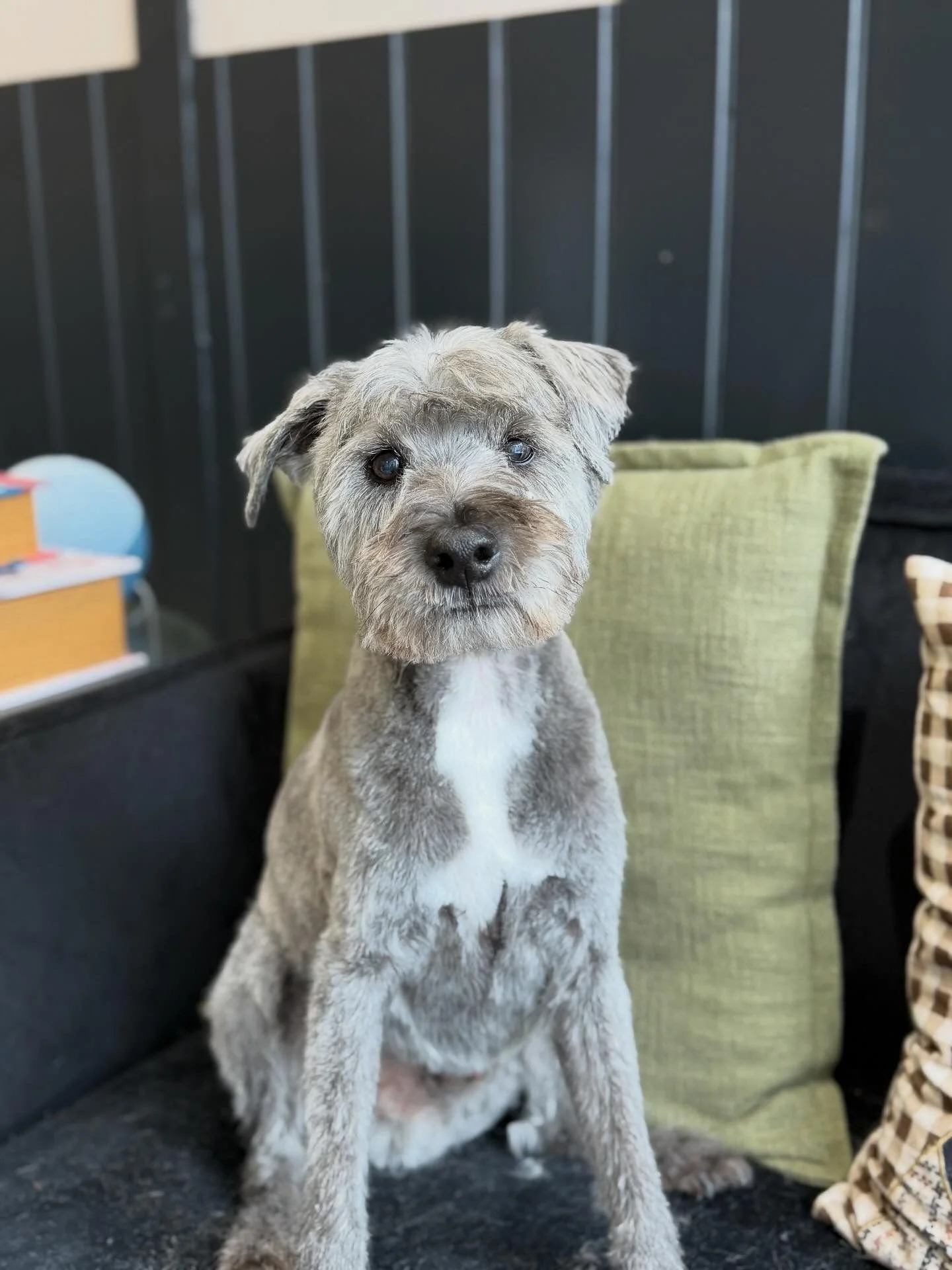 miniature schnauzer groom