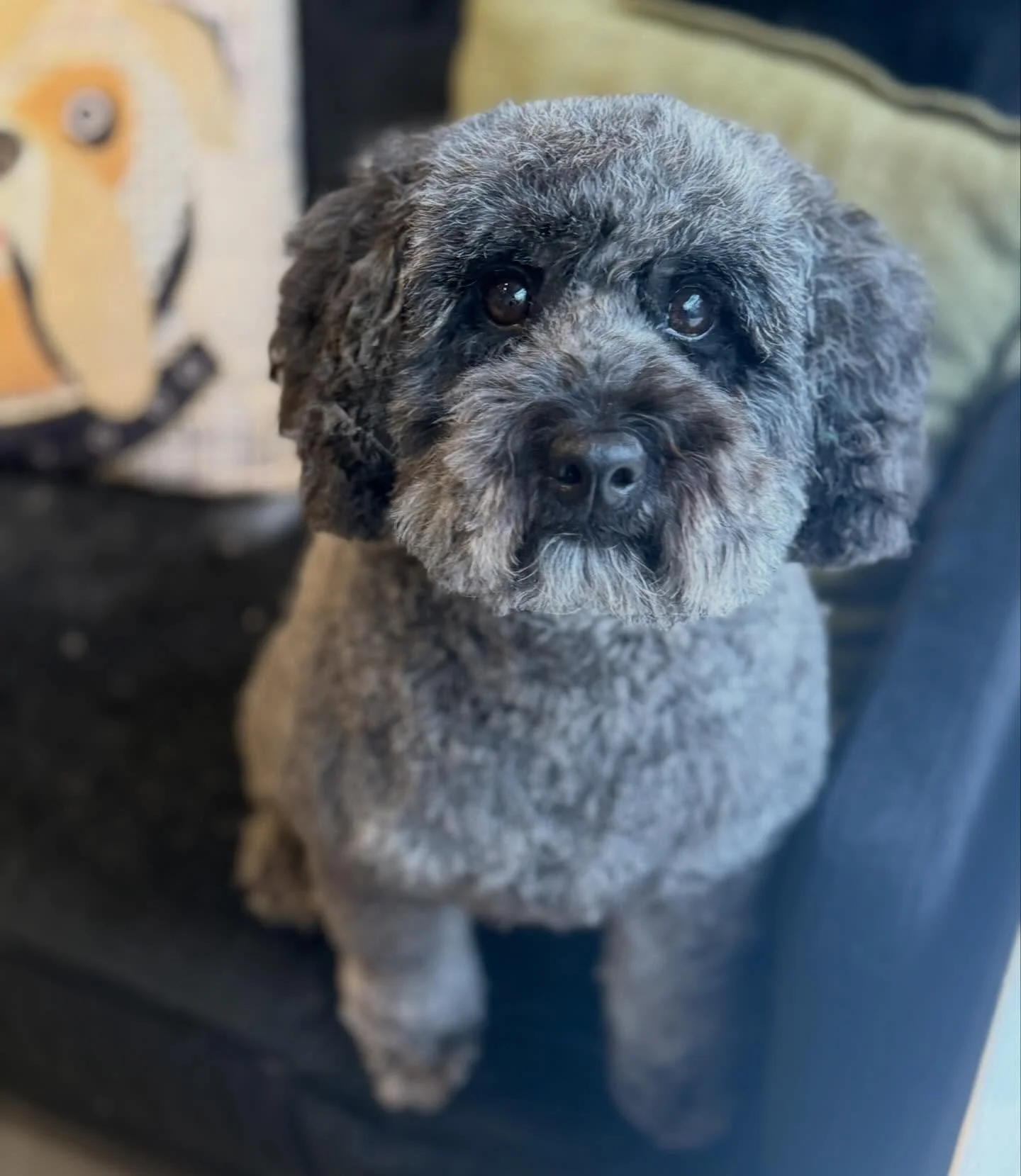 Spencer came in for his full groom with his sister Molly (I forgot to take a pic of Molly 🤦&zwj;♂️)

Perfectly well behaved as always, see you in 6 weeks 💙