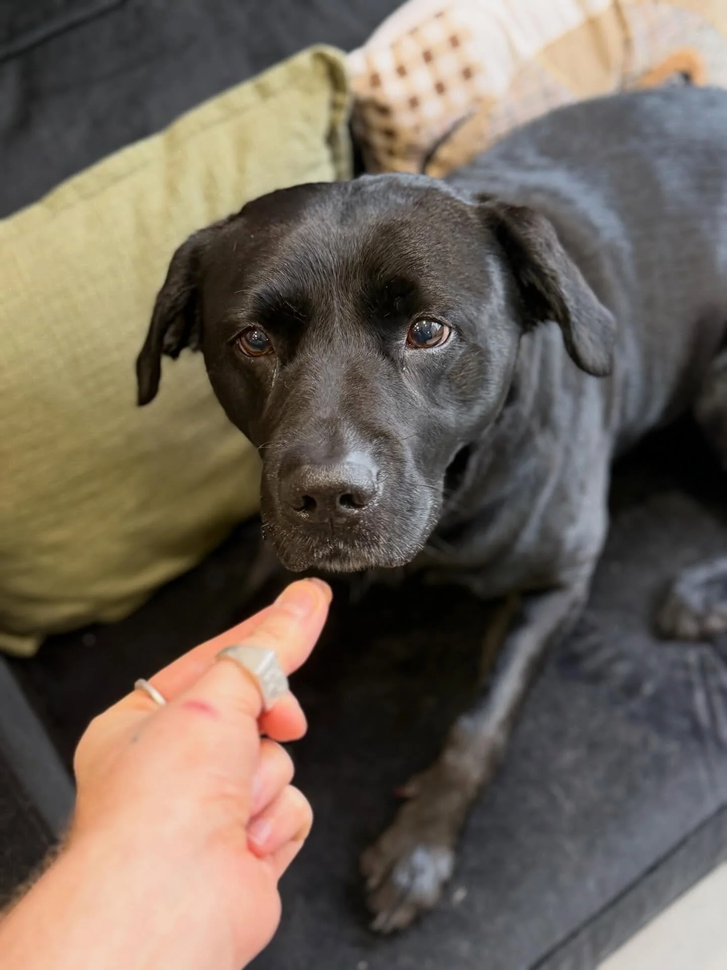 The gentlest boy Coops came in for his Deshed today 💙

His first time with me in the studio and he was perfectly behaved 🐾
