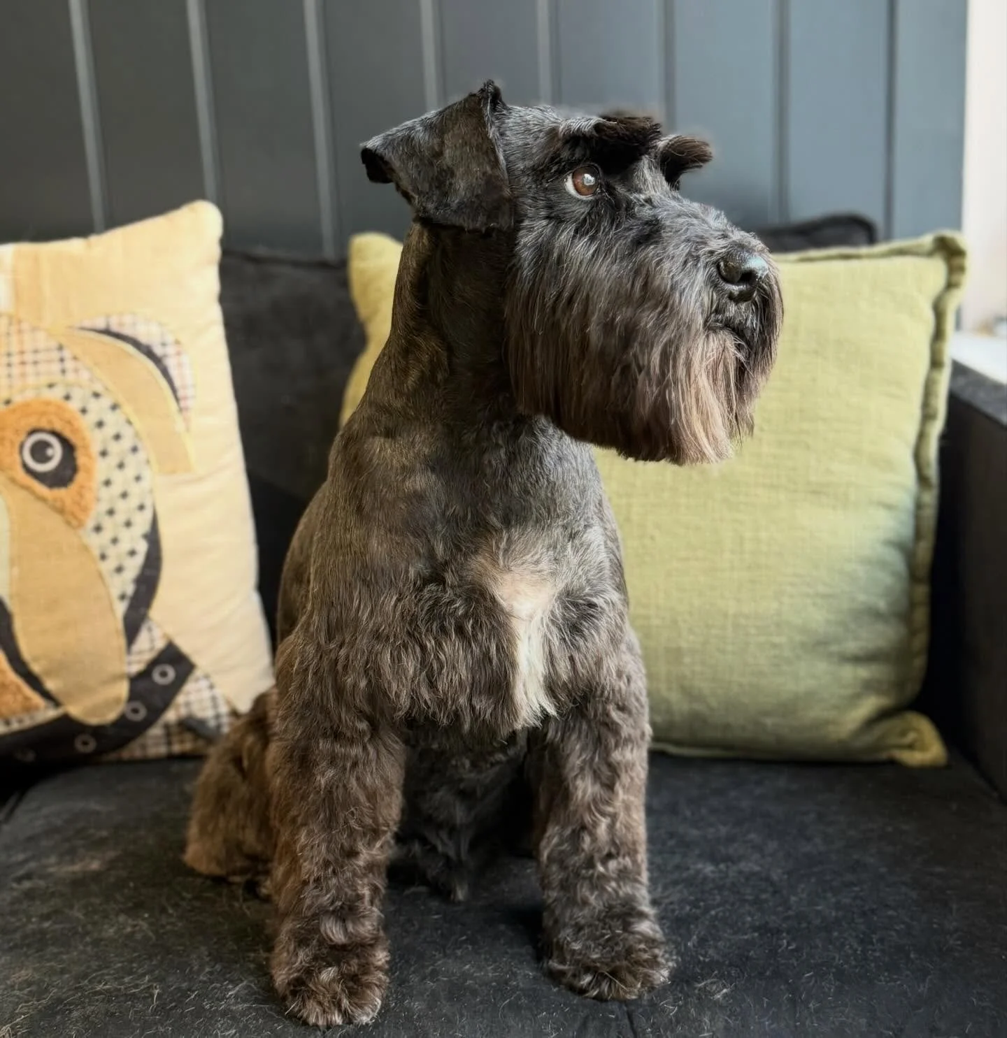 Just look how handsome Buster is after his full groom today 😭

He has become such a patient little boy, still a little scared of the brush but honestly he has come on leaps and bounds since July 🐾🐾