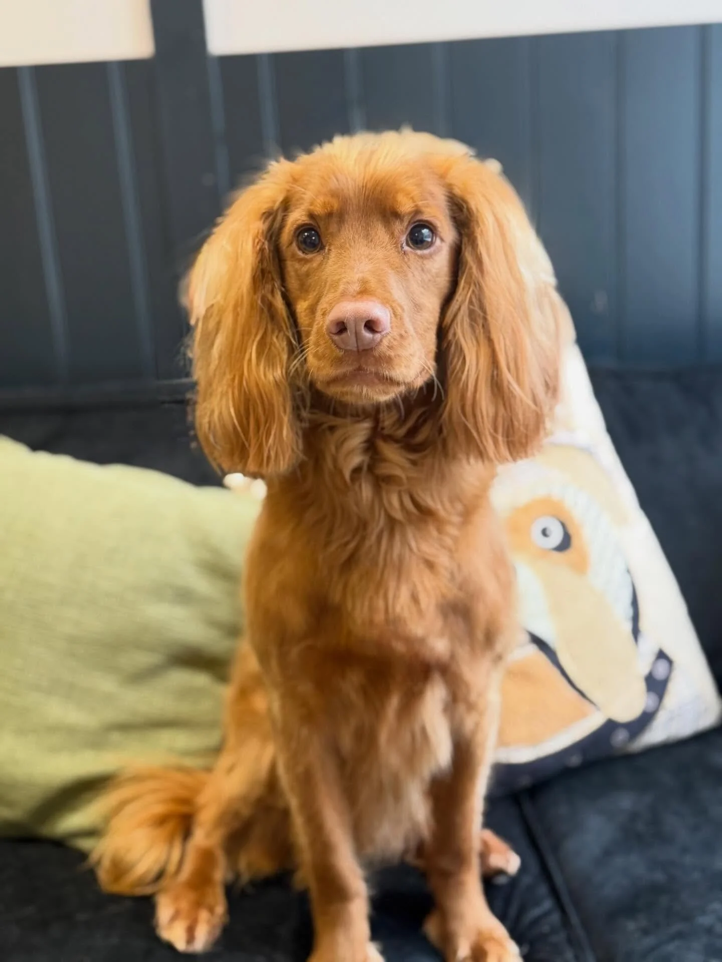 Pike was in for his bath today. He is one big ball of energy but he gives the best cuddles 🥹

See you soon mate 🫶🏻