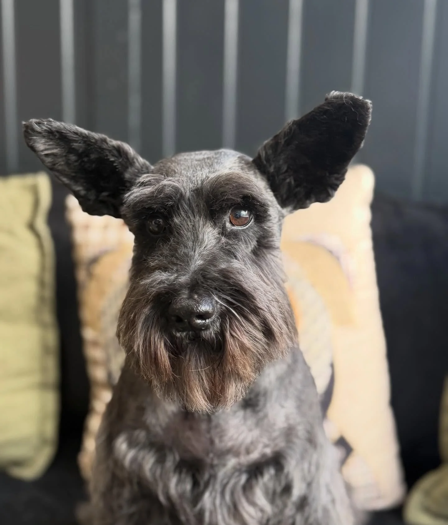 Missy 💜

Full groom for this little one. She certainly knows what she likes and what doesn&rsquo;t, a brush is certainly top of dislike list 🤣