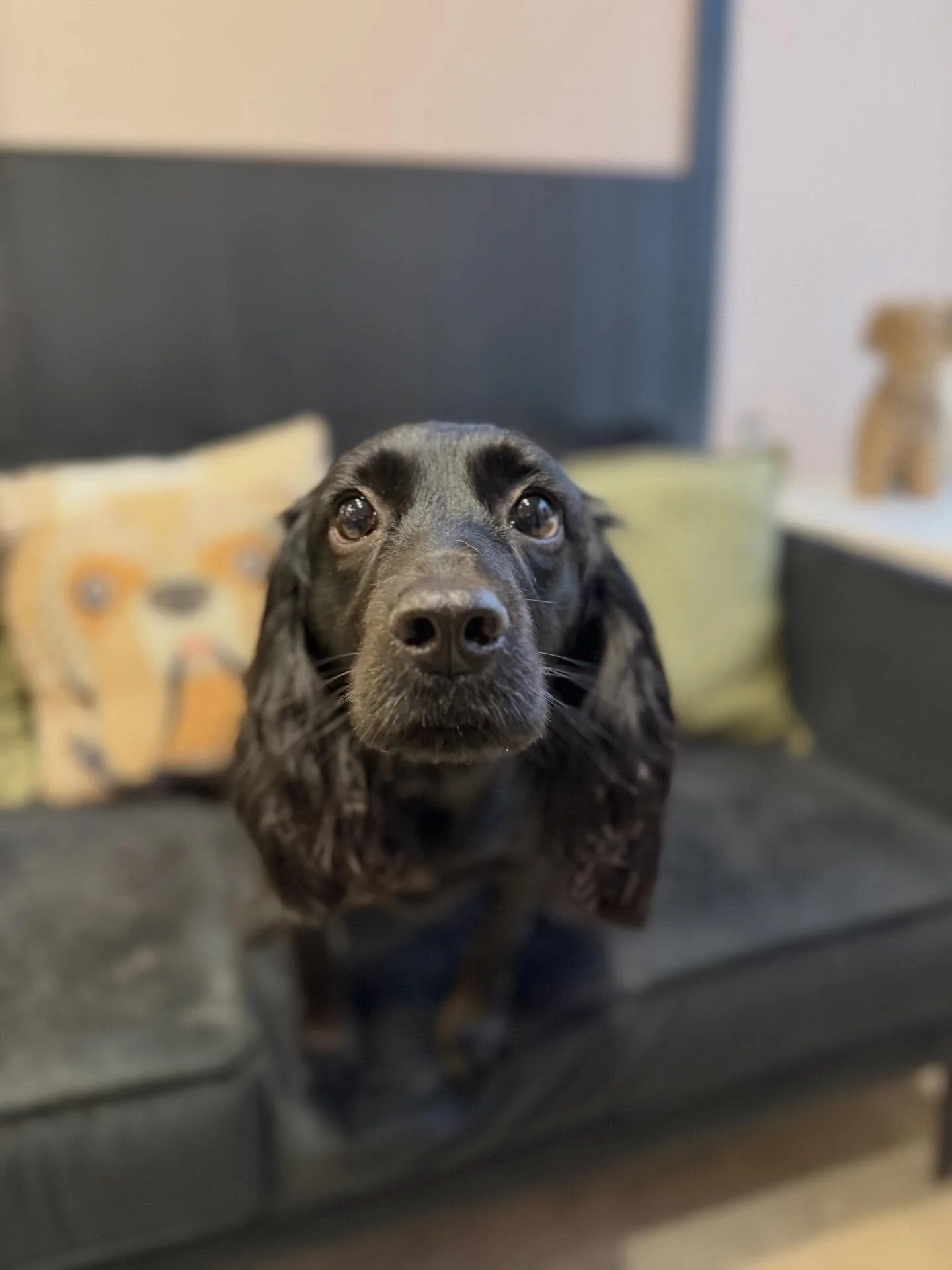 Winnie came in for a full groom and a spa package 🥹 because of the spa package she even got to pick her own treat to go home with 😋

She came in not having had a groom in over a year (swipe to the last pic!)

She left looking super cute and smellin