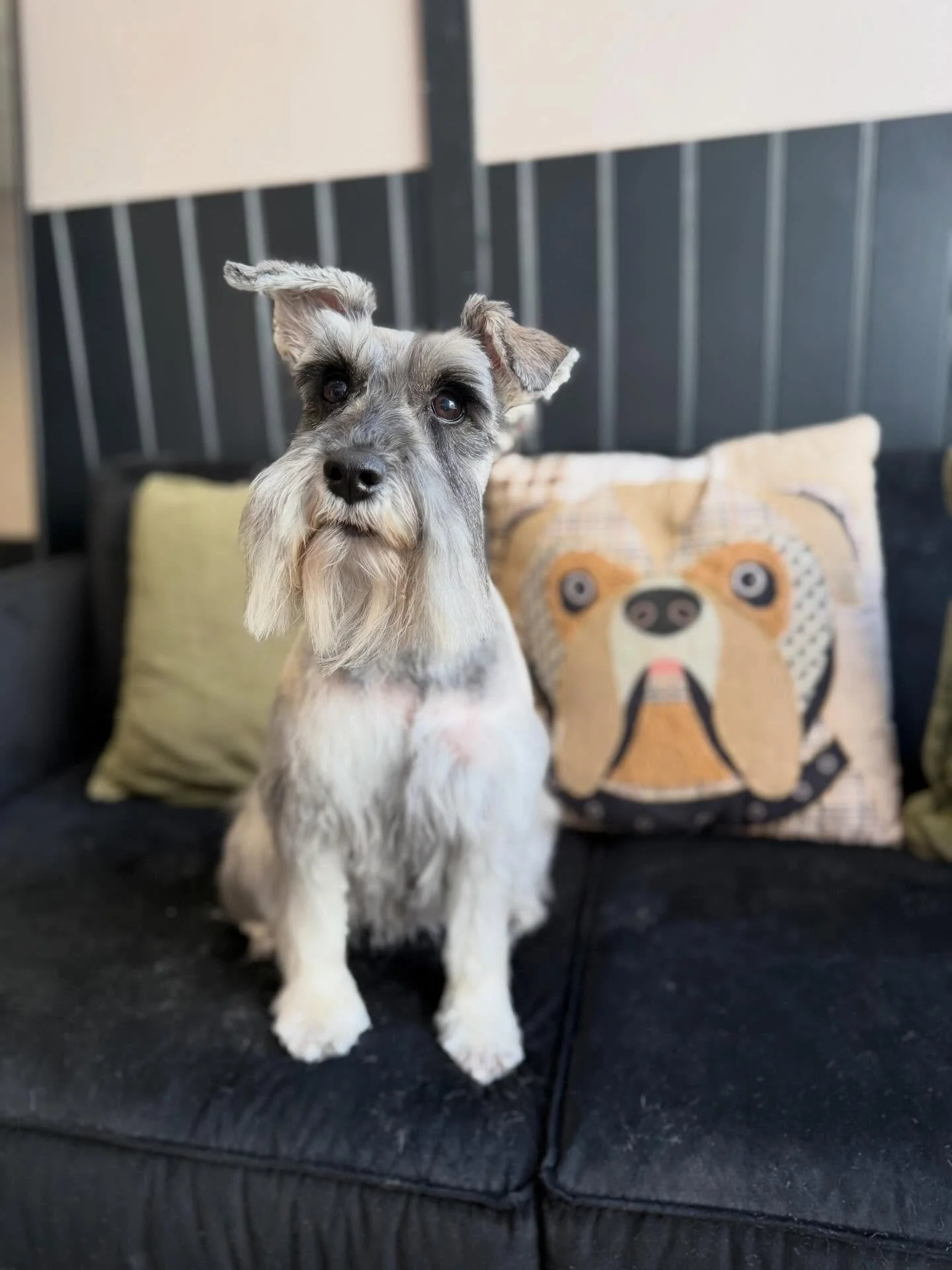 Schnitzel 🫶🏻

What is it with schnauzers hating brushes? 🫣 regardless of her hate for the brush she is such a good girl and the ultimate cuddler 🥹