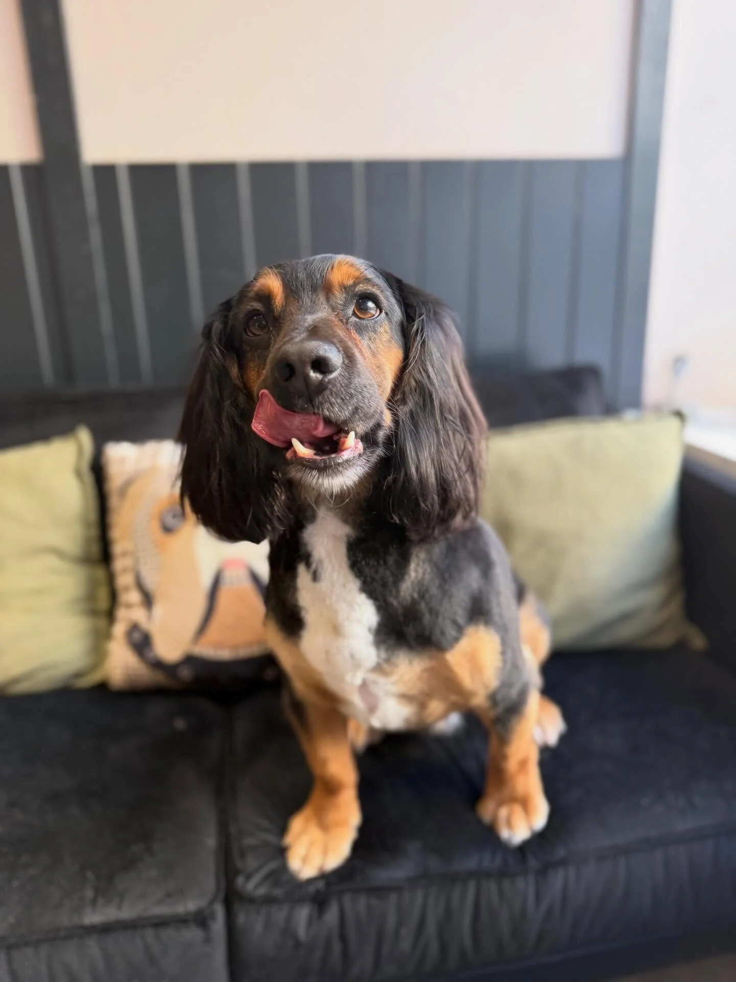 First in today was Loki. He is honestly a dream dog to groom 😍

Hyper and playful off the table and perfectly still on it. What. A. Guy 💙

Book your pups groom using the link in my bio or WhatsApp 07960968737 🐾