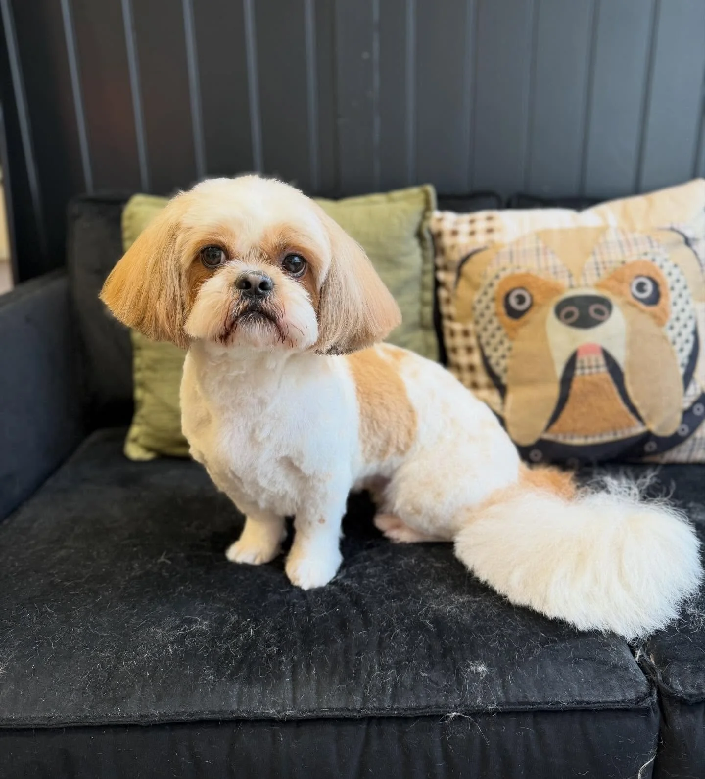 Lola 💜

Lola is only happy when being cradled like a baby 👶 she is such a sweet girl, a little nervous of the dryer but we are working on that 🥹

See you soon Lola 🫶🏻