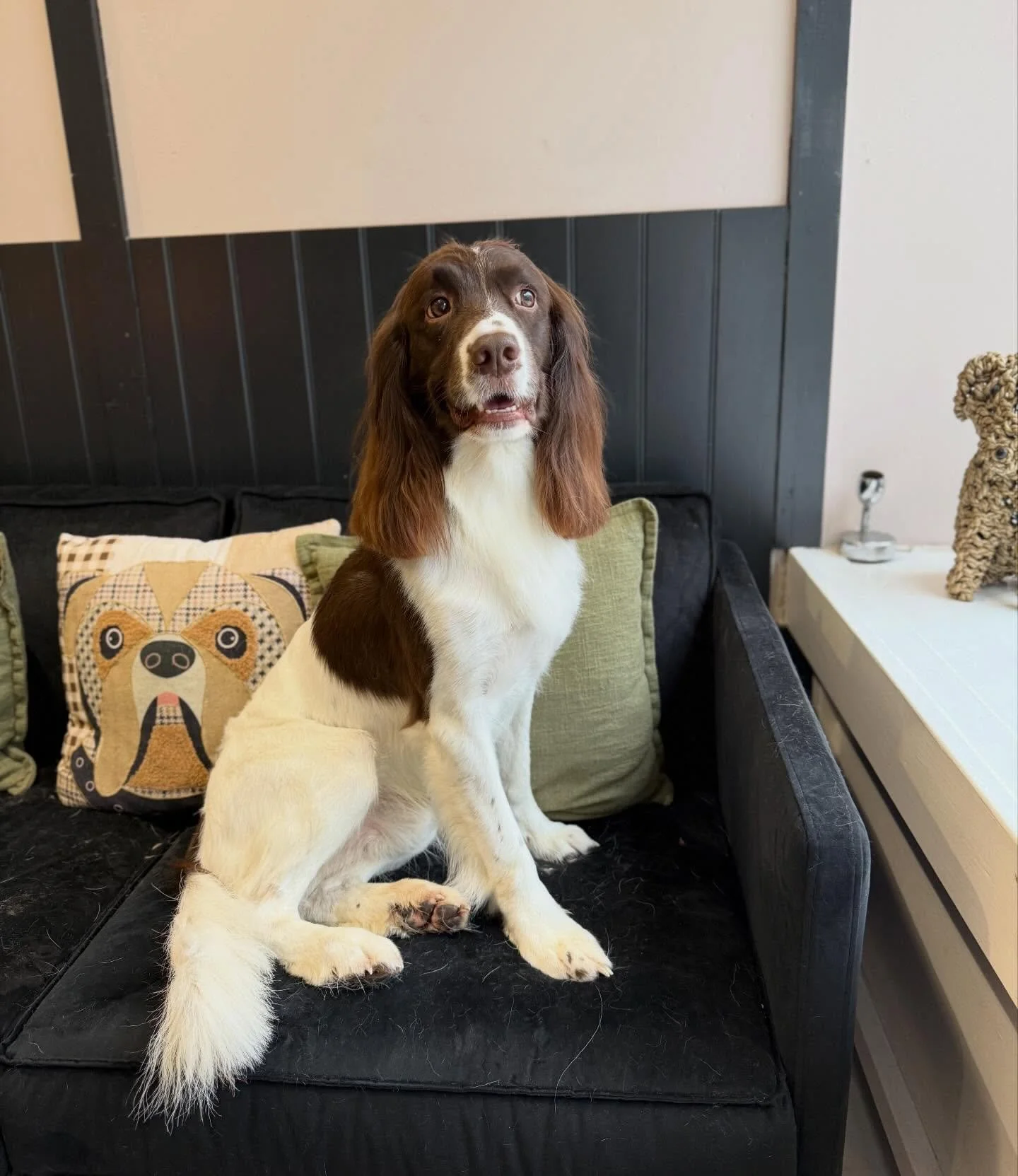 Oh Fin you handsome boy 💙

His first groom his mum had to stay him as he was super nervous. Not any more!! He even let me trim his paw pads! 

Super proud of him 🐾