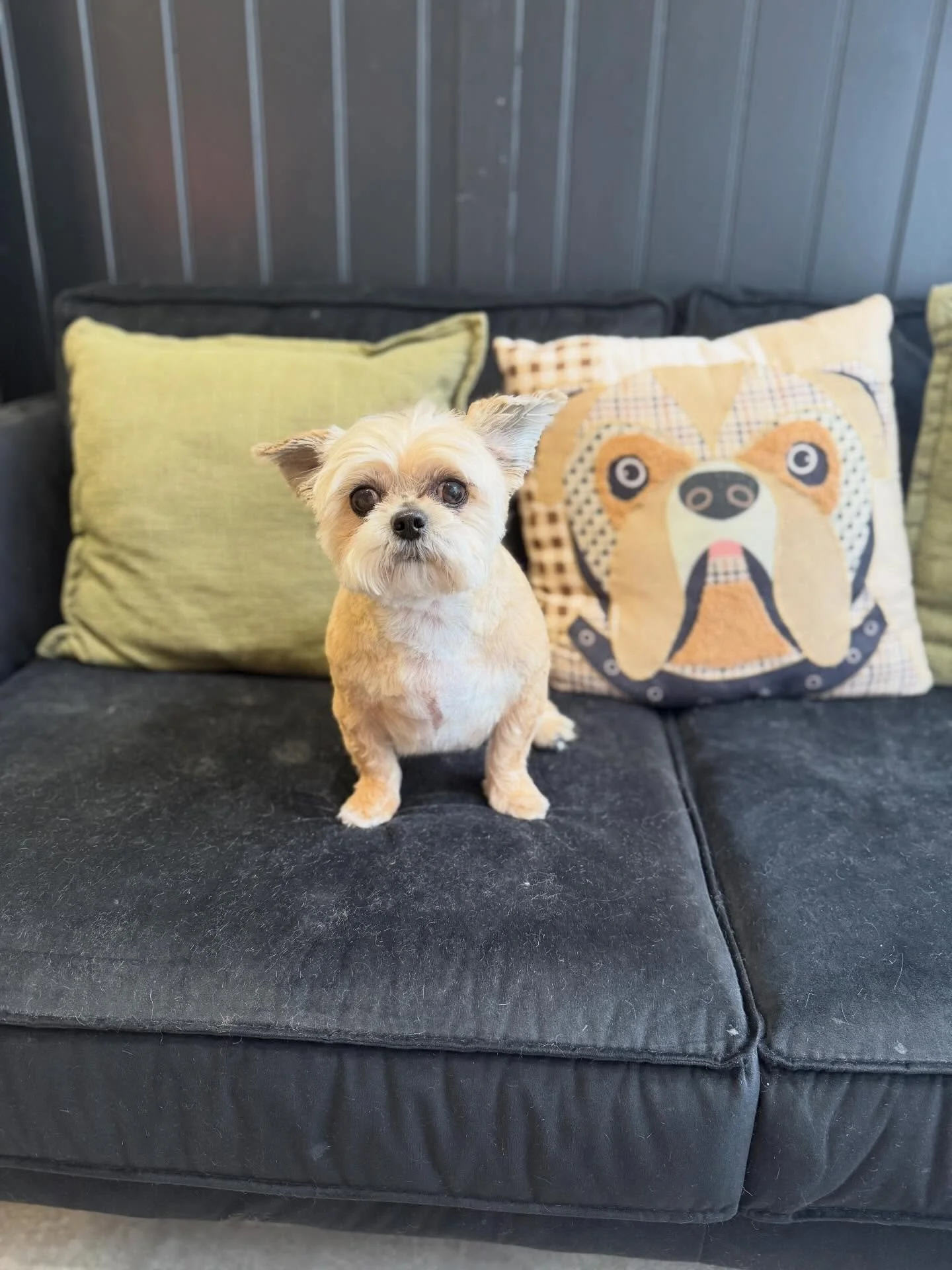 Little Lola came back for her full groom. She was such a good girl 🥹

Swipe for her before, it&rsquo;s some transformation that&rsquo;s for sure! 👉🏻