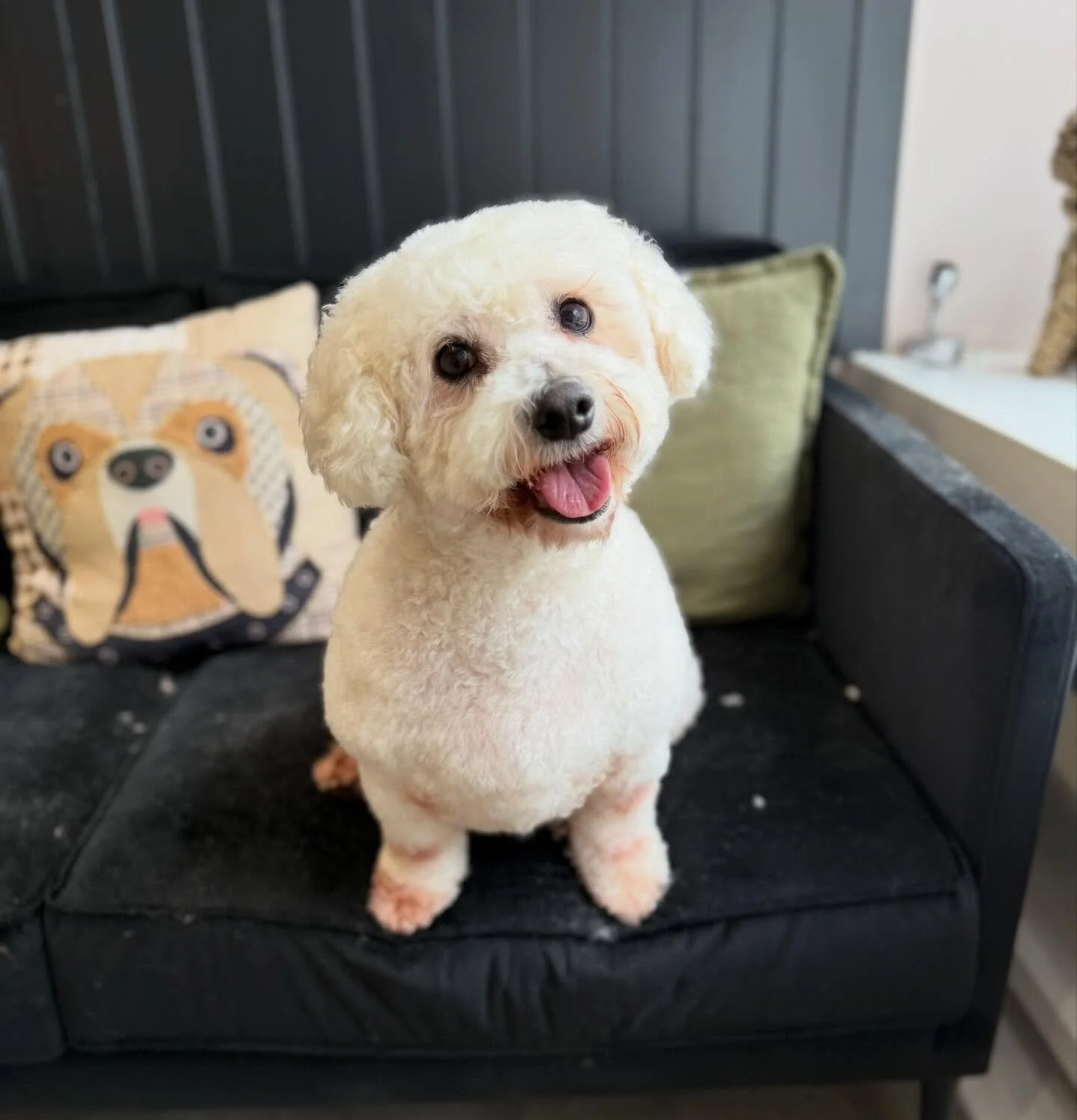 well, it was BIG transformation for Bandit today 🥹 swipe for his before 👉🏻

From mucky pup to the perfect little teddy bear 🧸 

See you soon my little mate. Book your pups groom online now, using the link in my bio or WhatsApp me on 07960968737 ?