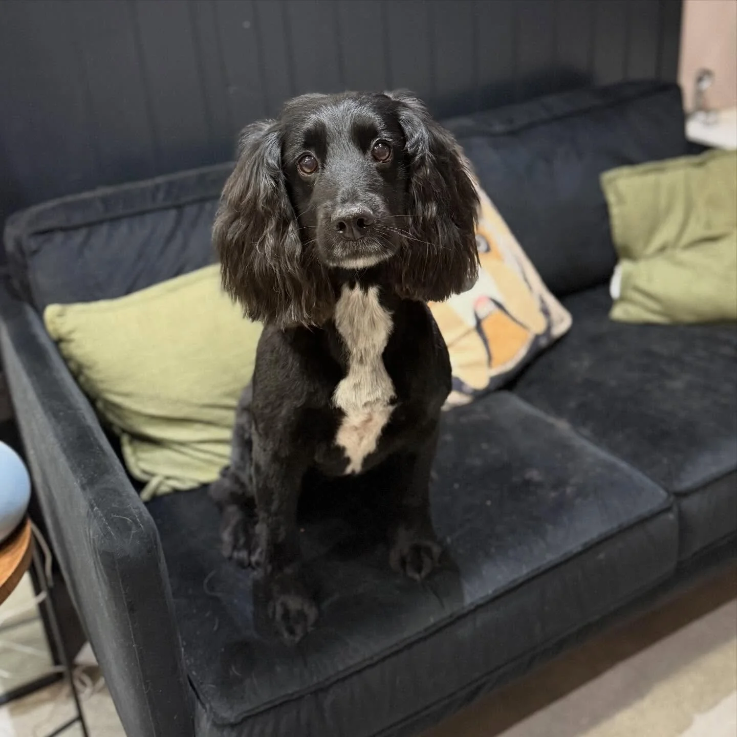 Full groom for the beautiful Bee 😍

She did so well 🐾