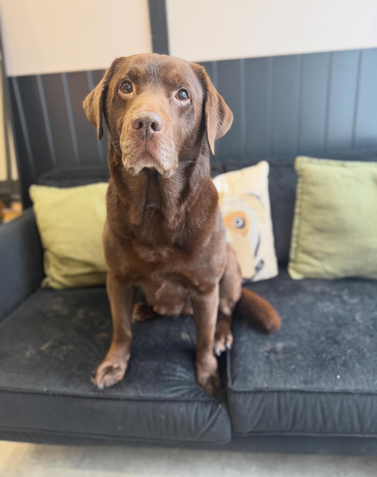 Ted popped in for his bath, brush and Deshed 💙

His first time being professionally groomed and he was perfect. See you soon mate 🐾