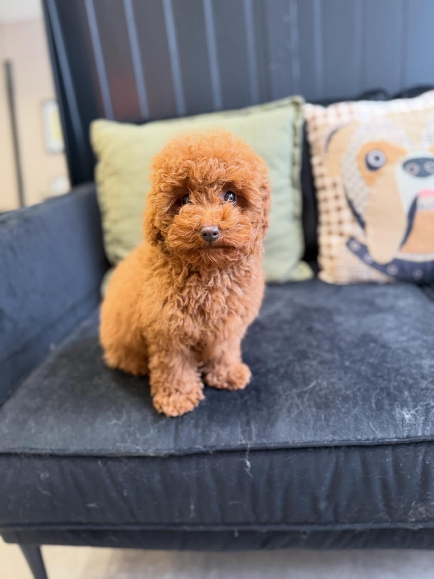 Everyone meet the gorgeous little Teddy in for his first puppy bath today 😭 14 weeks old and he did so well 🫶🏻🐾