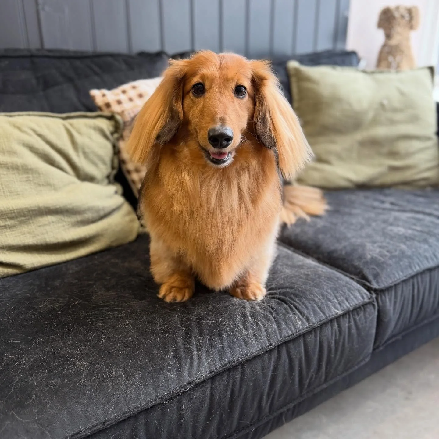 Freddie&rsquo;s glow-up ✨

Swipe to see where we started.

Long, thick coat (mum&rsquo;s request 💛), so this was all about a proper bath, deep condition, full brush-out and light shaping to bring it back to life 🐾