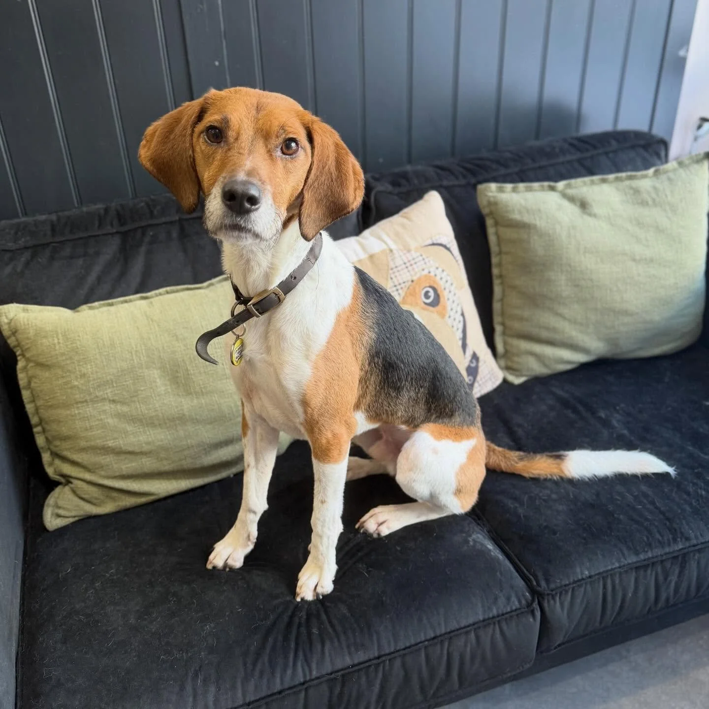 Riley popped in for his bath and Deshed whilst he was on his holidays. A holiday and a spa day? I&rsquo;m very jealous 🤣

Book your pups spa using the link in my bio or WhatsApp me on 07960968737 🫶🏻