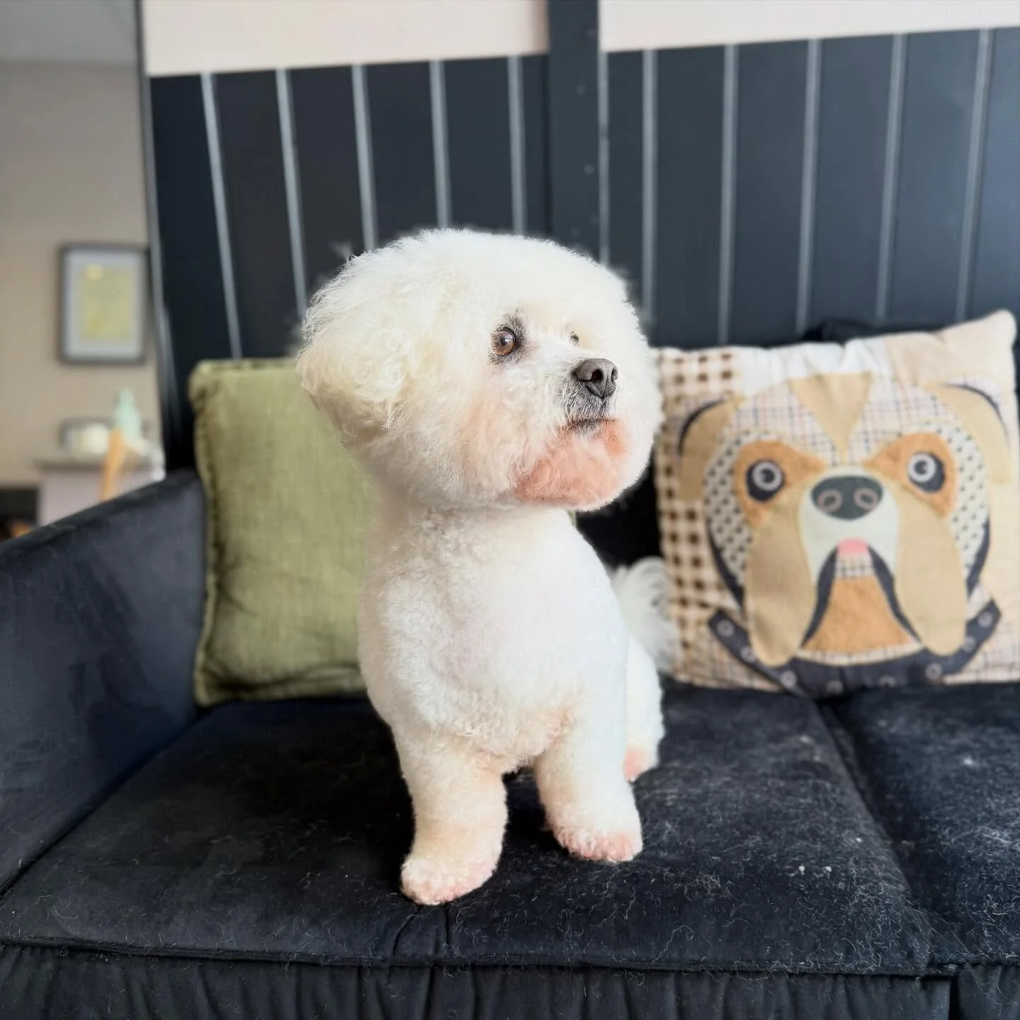 Teddy&rsquo;s first time with me today and his mum asked for big Bichon head, like a fluffy cloud ☁️ 

He looks soooo cute with his classic bichon trim! Swipe to the end for his before 💙

See you in 6 weeks my little mate 🐾