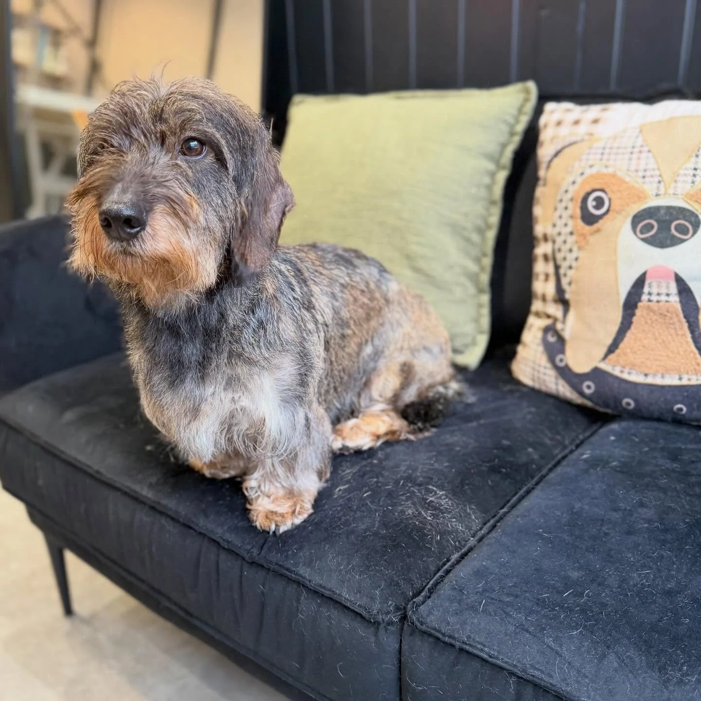 Indie was in today for a hand strip! Handstripped her jacket and left the rest quite natural 😍 she literally fell asleep throughout the groom, she was the most chilled girl 😴 

Swipe to see how much hair striped out of her! 🫶🏻🐾