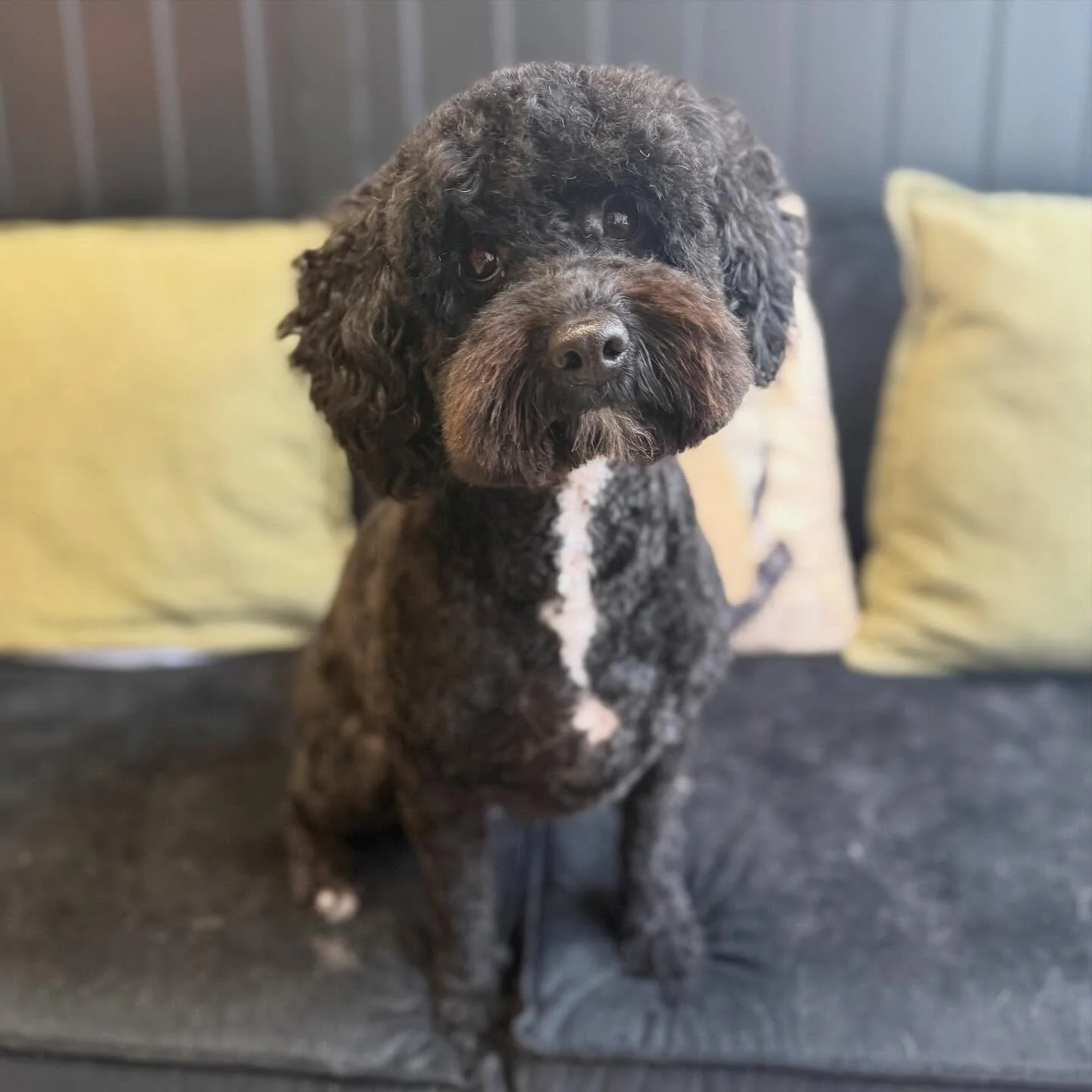 Bella popped in today for a full groom with her bestie Eevee (who was equally adorable, I just forgot to snap a photo 🤦&zwj;♂️).

Poor Bella hasn&rsquo;t been feeling her best recently, so her coat had become quite overgrown and matted while she was