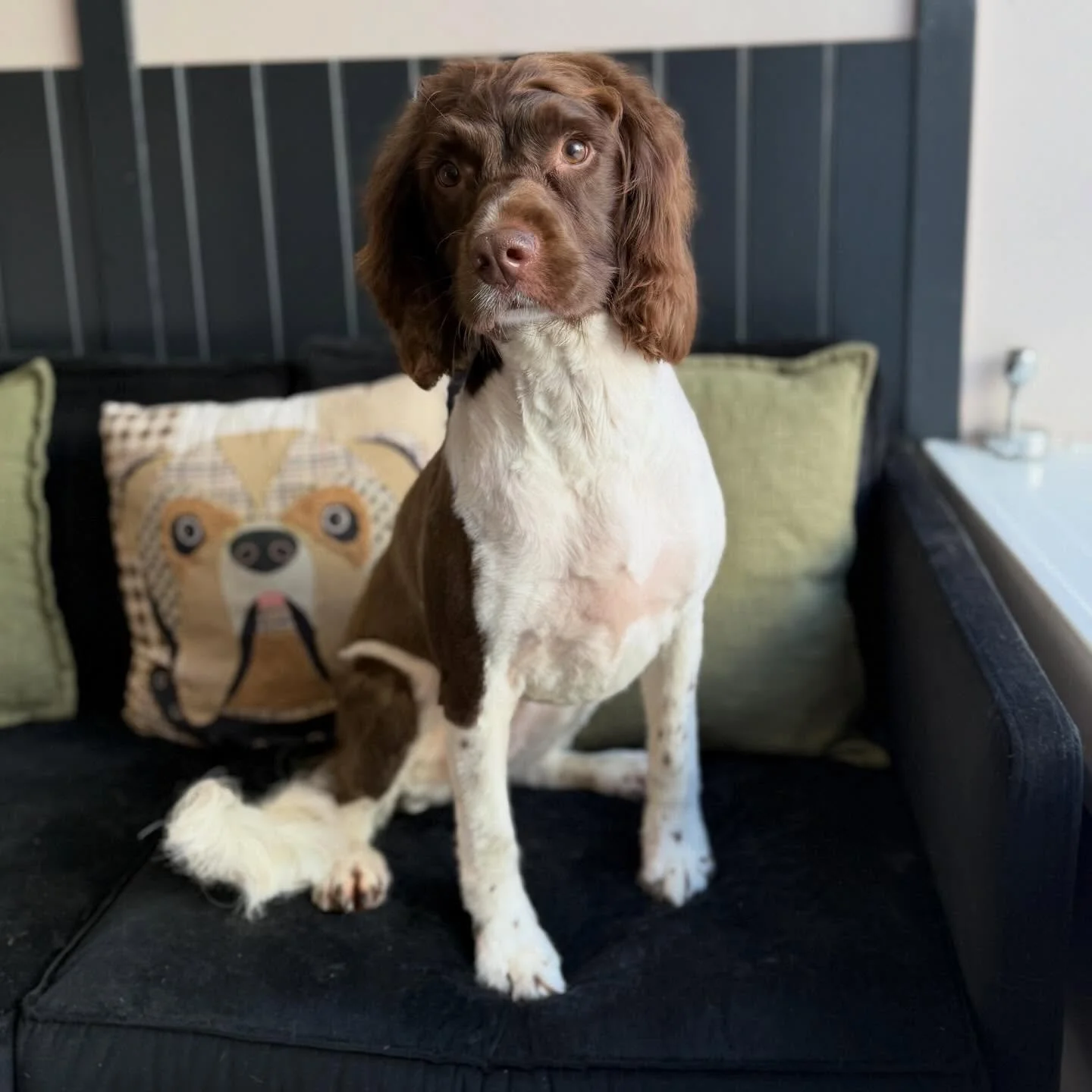 Started Saturday off pampering Daisy. She gets a full shave off but she keeps her little wig 🥹

She is super cute! ☺️ 

See you again soon my love 🐾