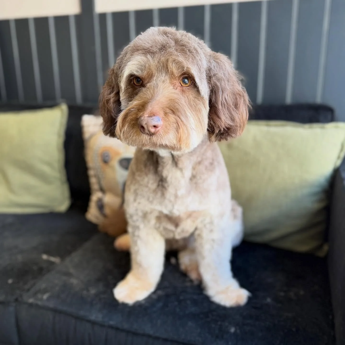Coco 💖

How great does coco look after her full groom today 🥹 fussy with those front legs but still a very good girl 🐾