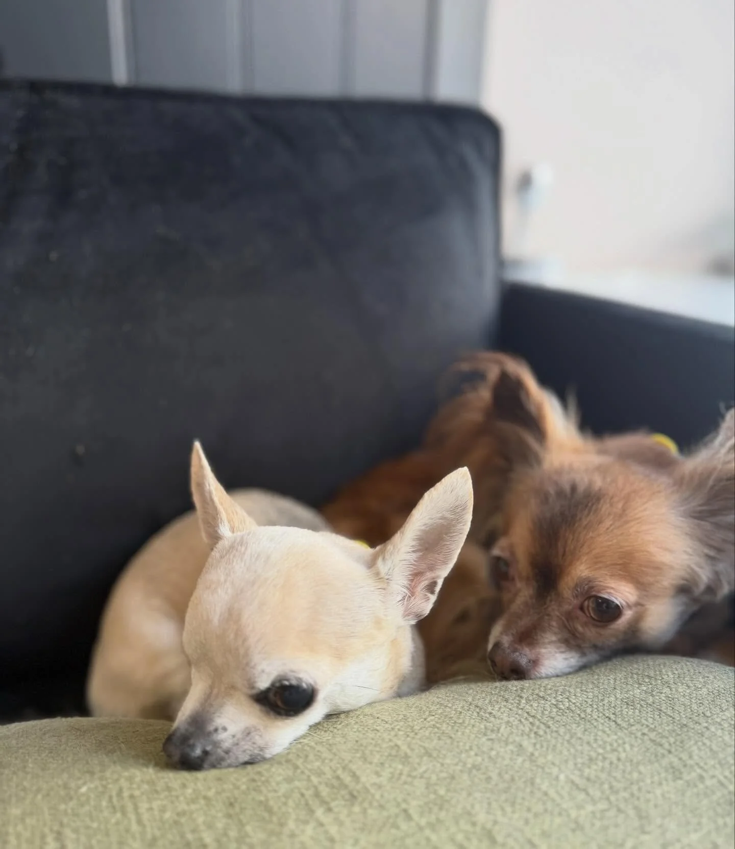 It was such a pleasure having these two tiny babies in today 🥹 Cupcake and Wonky 💖

They were both incredibly well-behaved, but more than anything, they were just so bloody cute!!! 😭

Swipe to see Cupcake&rsquo;s best dance moves for a treat 🕺