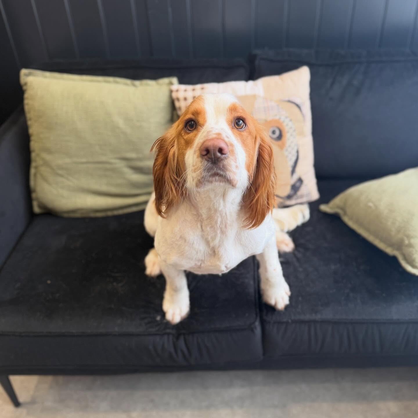 Fun fact: Marley was the first ever dog groomed at H&amp;B and he was back yesterday for a full groom 💙

Still not so keen on having his ears dried but he is such a good boy with endless amounts of energy 🤣

See you soon mate 🐾