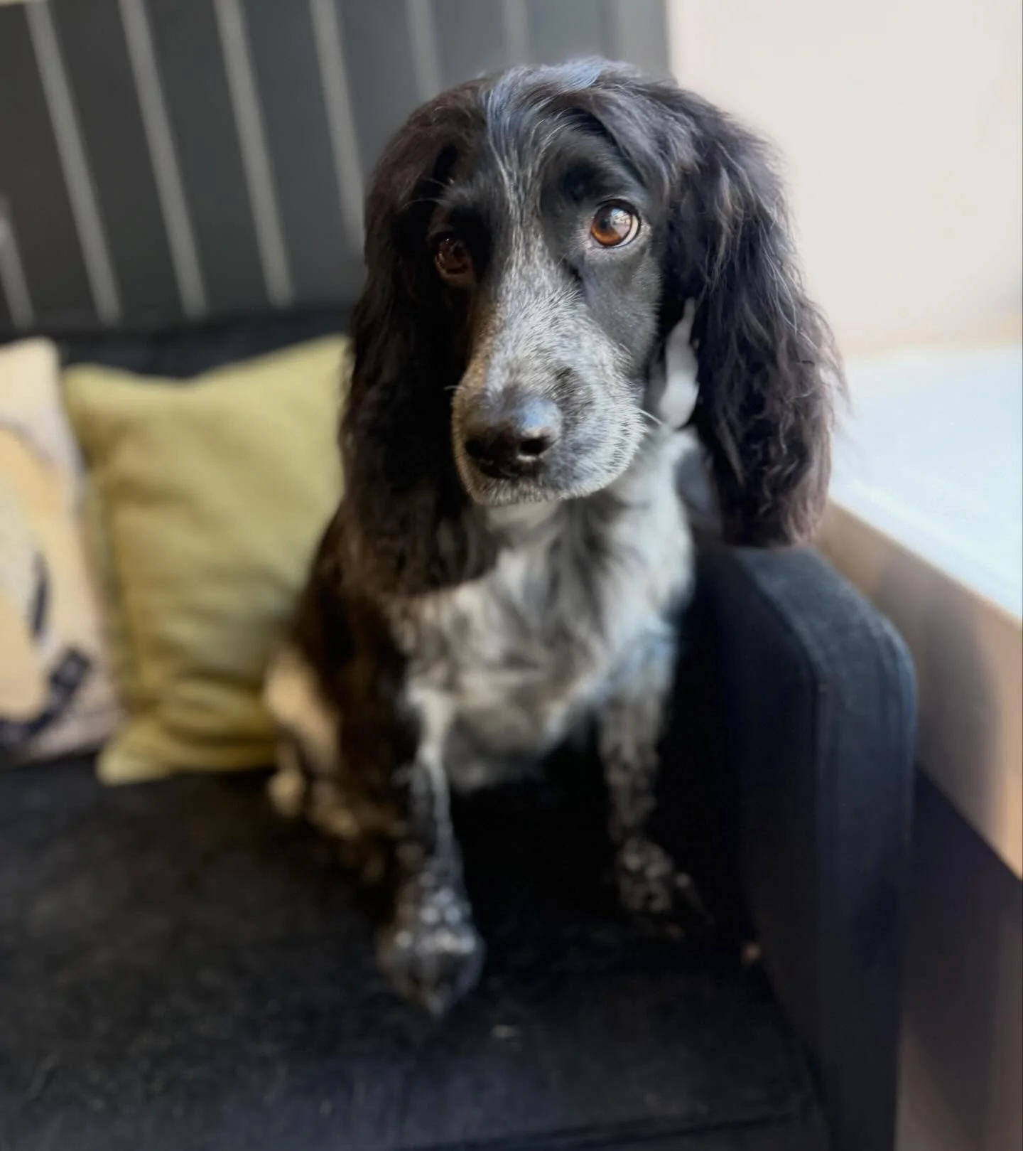 Gorgeous Beda popped in for her bath and scissor tidy and as ever was good as GOLD 🤩

See you soon angel 🐾