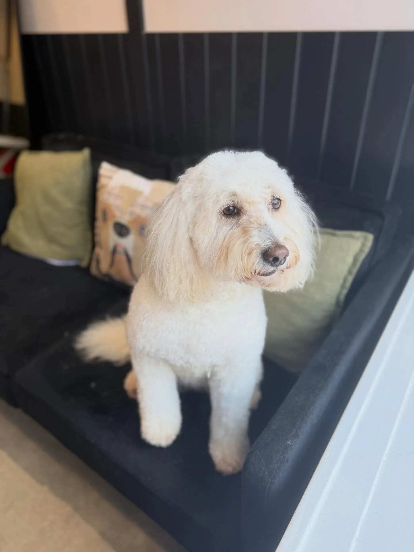 Getting cloud to sit still for her after photo was near impossible. But what a transformation 😍

Swipe for her before 👉🏻

See you in 6 weeks lovely 🥰