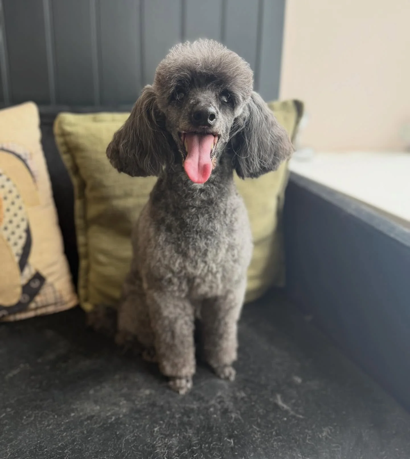 Started off my bank holiday with the pleasure of grooming little Stanley! He was such a perfect little man 💙

See you in 8 weeks my mate 🐾