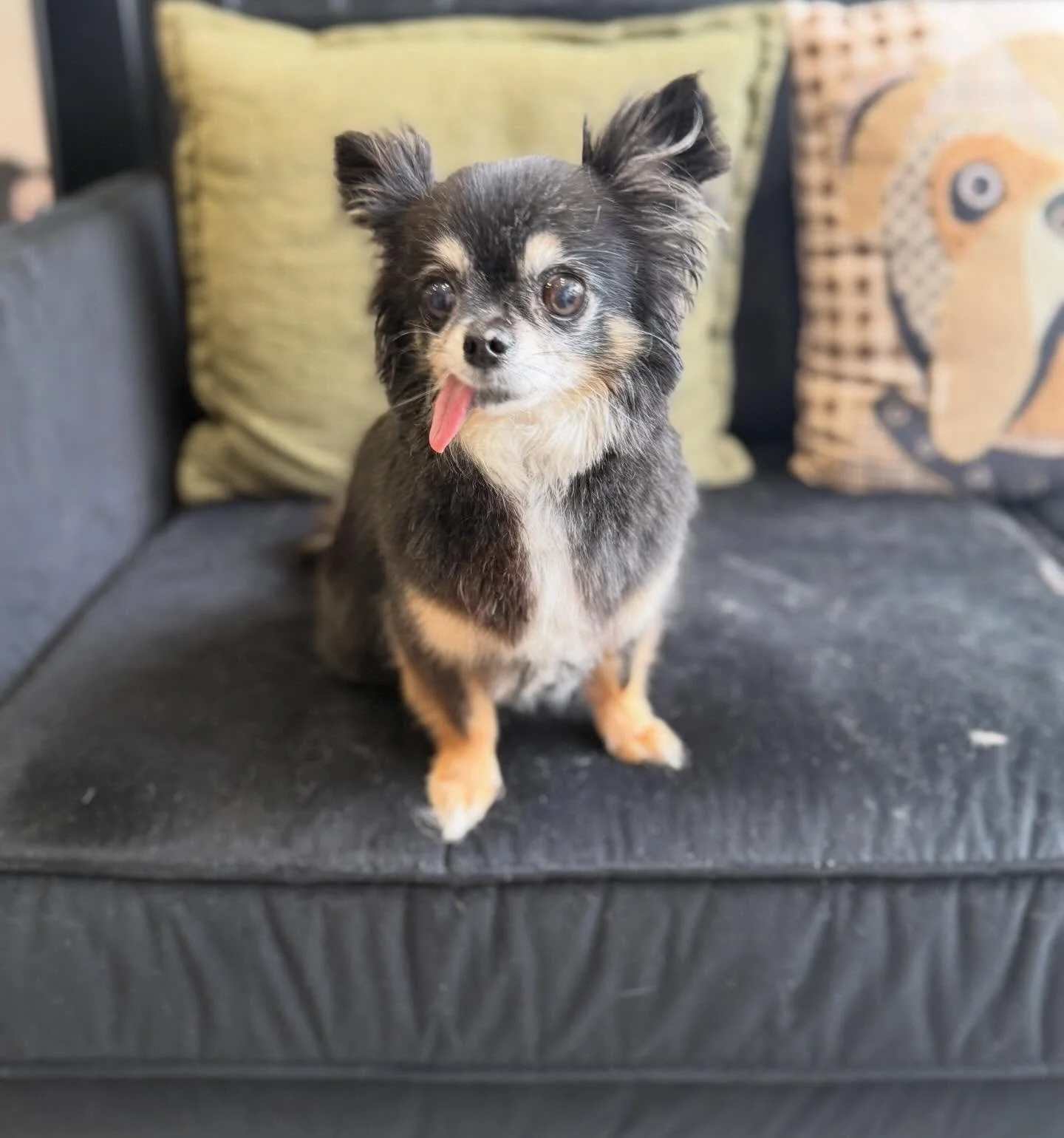 Bath and brush for little Oreo 🥹 she is just the cutest 💖