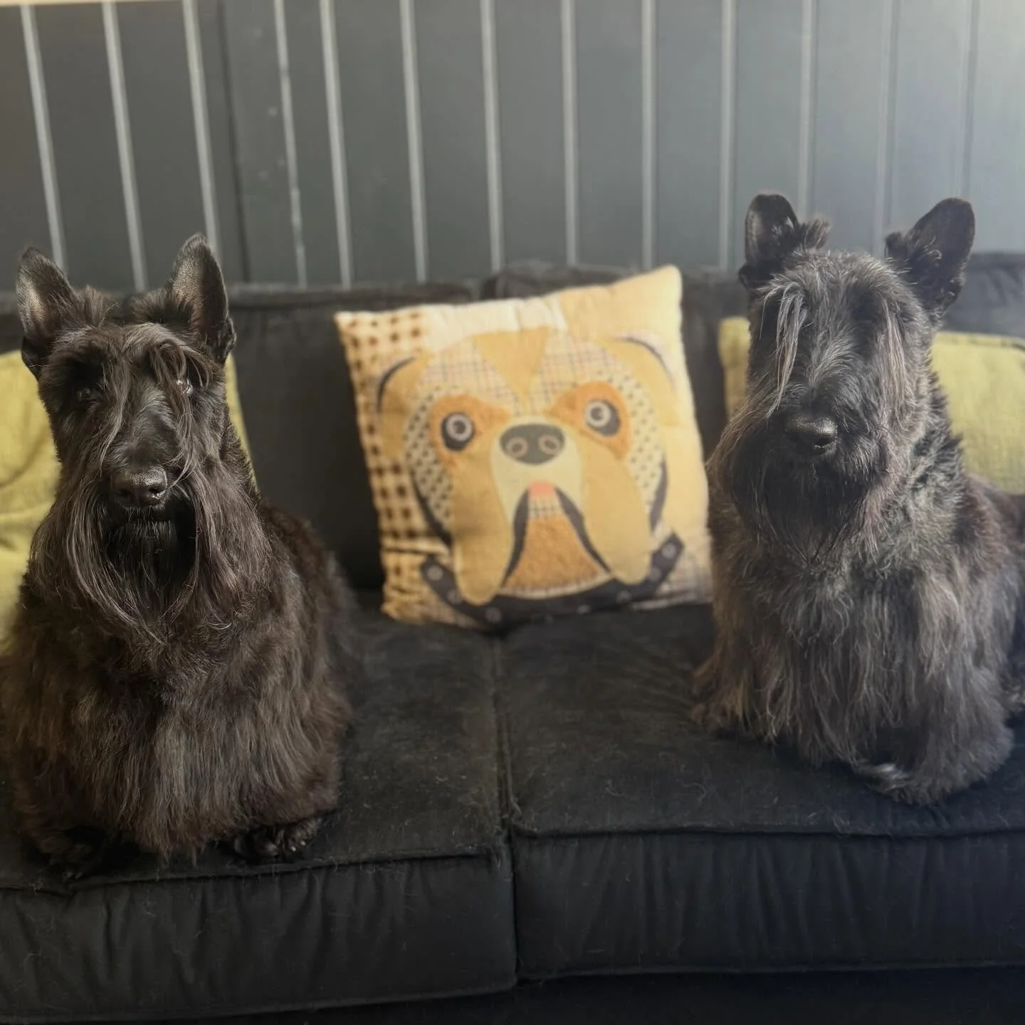 Had the pleasure of these two beauties in for a bath and brush. The most gentle pair 🥹😍