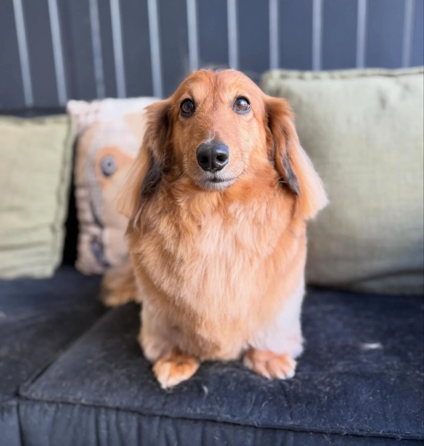 Little Freddie was back for his pamper 🥹

Is he not the cutest sausage you&rsquo;ve ever seen! 🐾

Book your pup in now using the link in my bio or WhatsApp 07960968737 💙