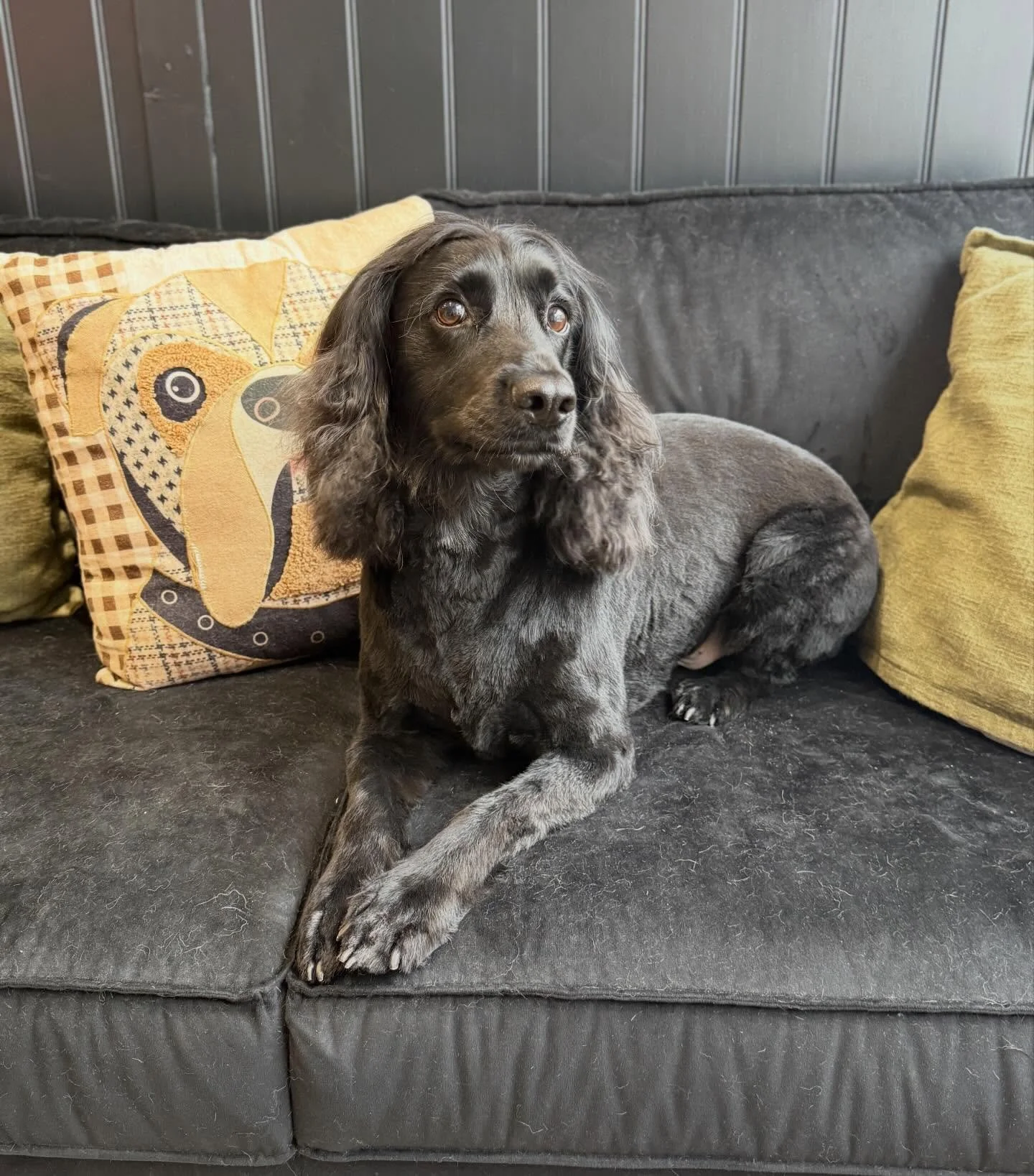 This handsome boy came in for his full groom today. His first time being clipped and he was impeccably behaved 🤗

See you in 8 weeks Indie 💙