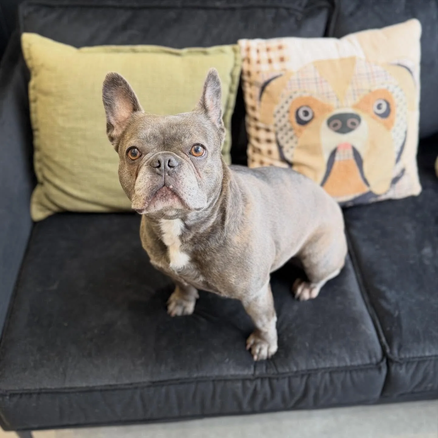 Lulu I love you 🥹 the sweetest little frenchie with the biggest phobia of the dryer but today we had a break through! Lots of patience and cuddles under the stand dryer and we got her all dry.

Mud mask and Deshed complete and she looks beautiful 🤩