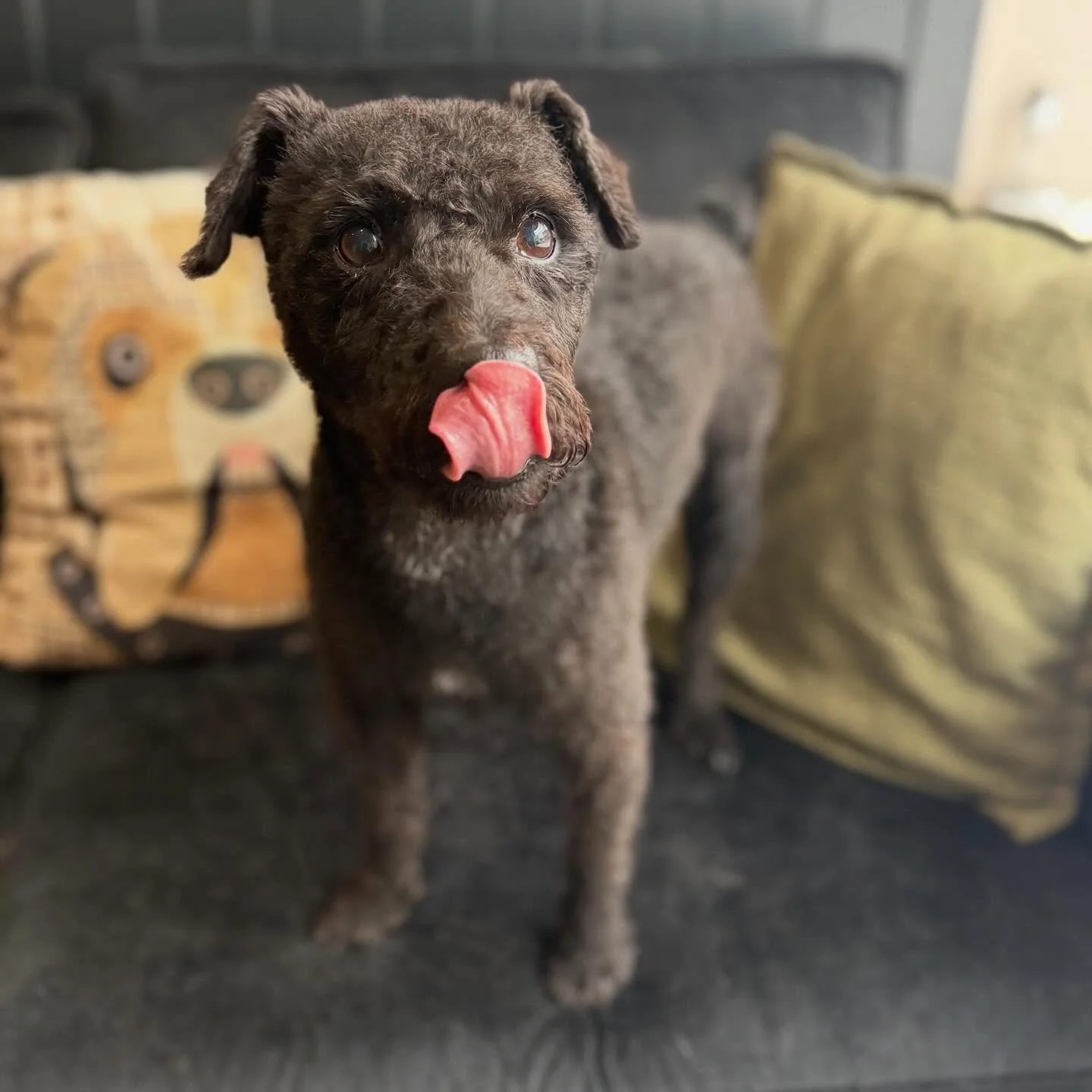 The most handsome boy ever 😭

Rooska 💙 see you soon my little mate 🤩