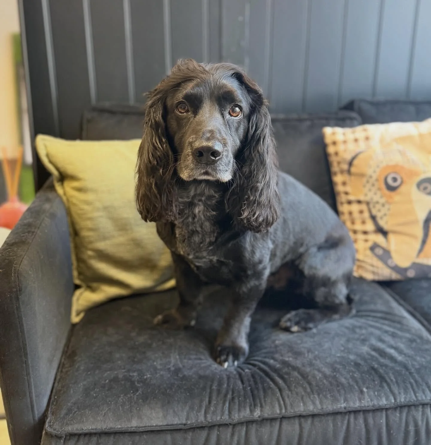 Hugo was in for his full groom. 💙

A little nervous of the dryer so we split his groom into two sessions to minimise stress and he looks super duper handsome 🤩