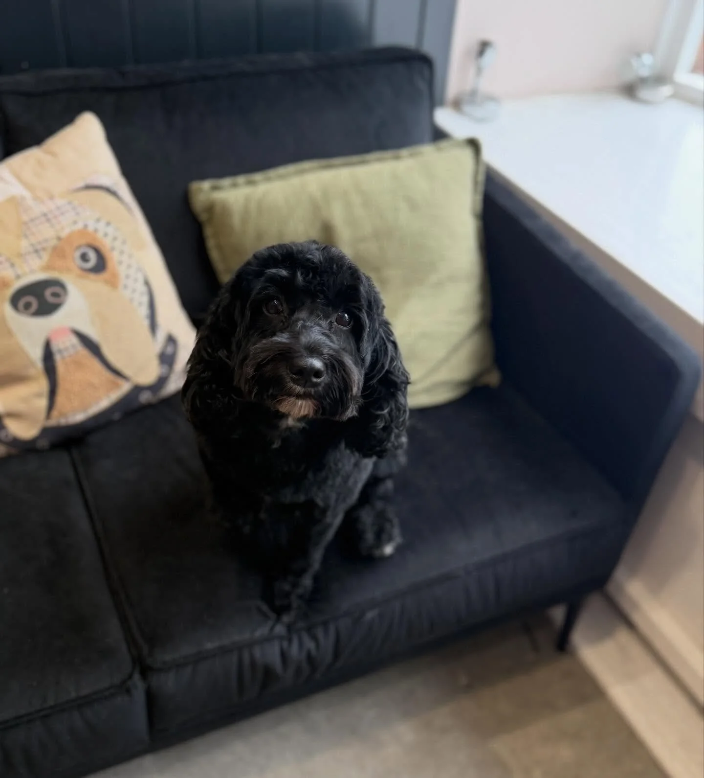 Have you ever seen a cuter face 🥹 little Eevee was back for her full groom and she was the best behaved little girl from start to finish 💖