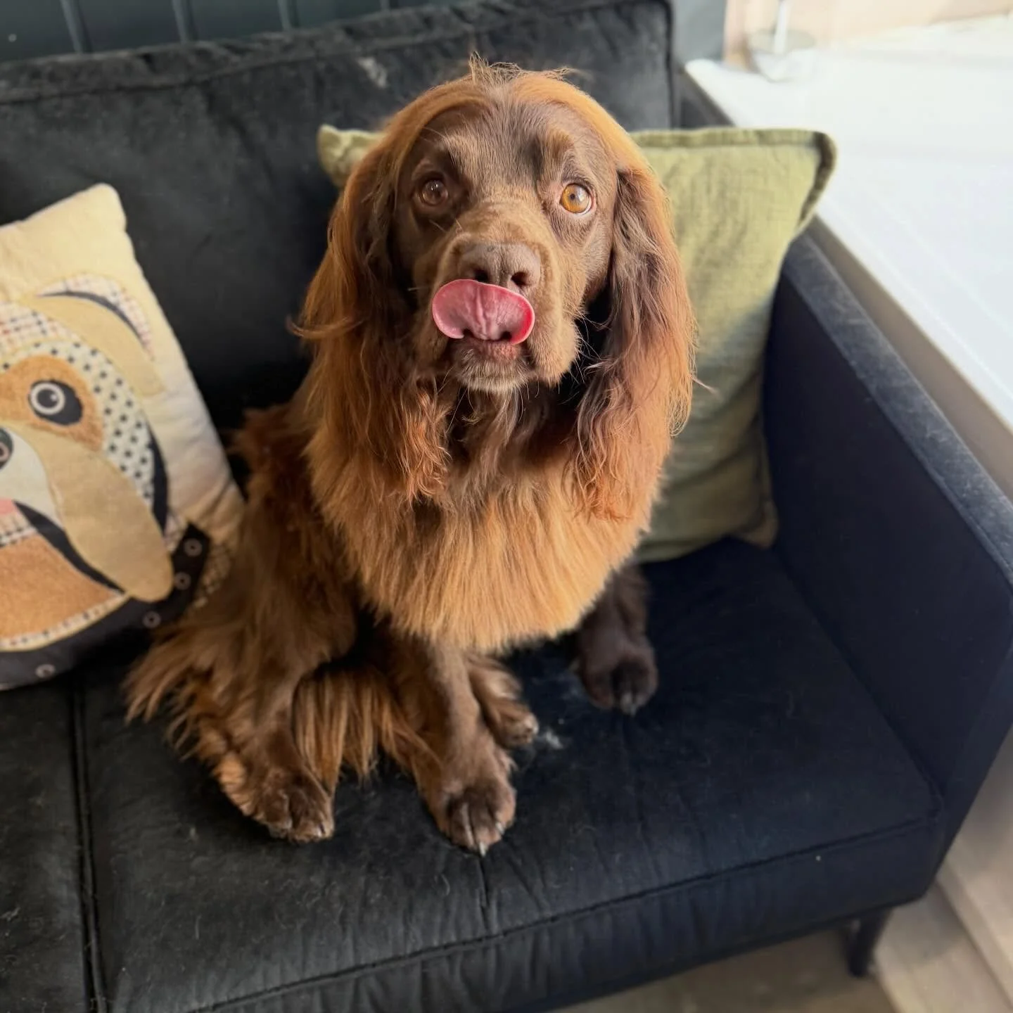 Tongue out if you were a very good boy for your bath today 🤪

See you soon coco 💙