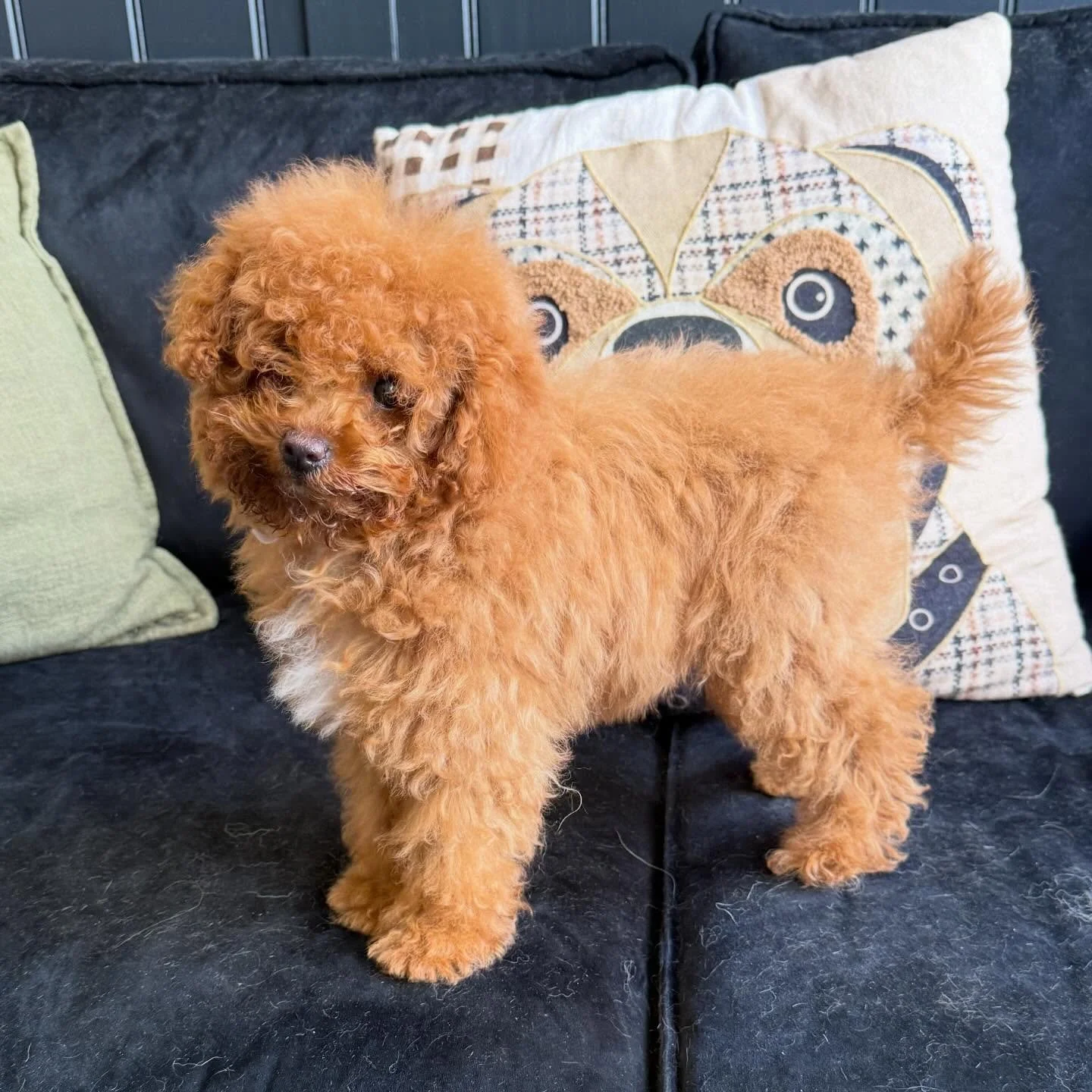 Honey came in for her very first puppy groom at just 14 weeks 🥹💛

We kept things nice and gentle with a bath, a little brush (as much as she was happy with 🤣), and lots of treats, patience, and reassurance throughout.

Starting your pup&rsquo;s gr